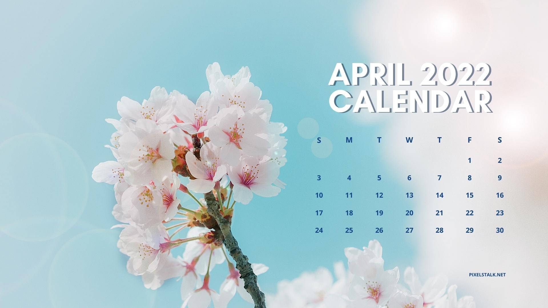 White Flower Sky, April 2022, pink cherry blossoms, Full HD Desktop Wallpaper