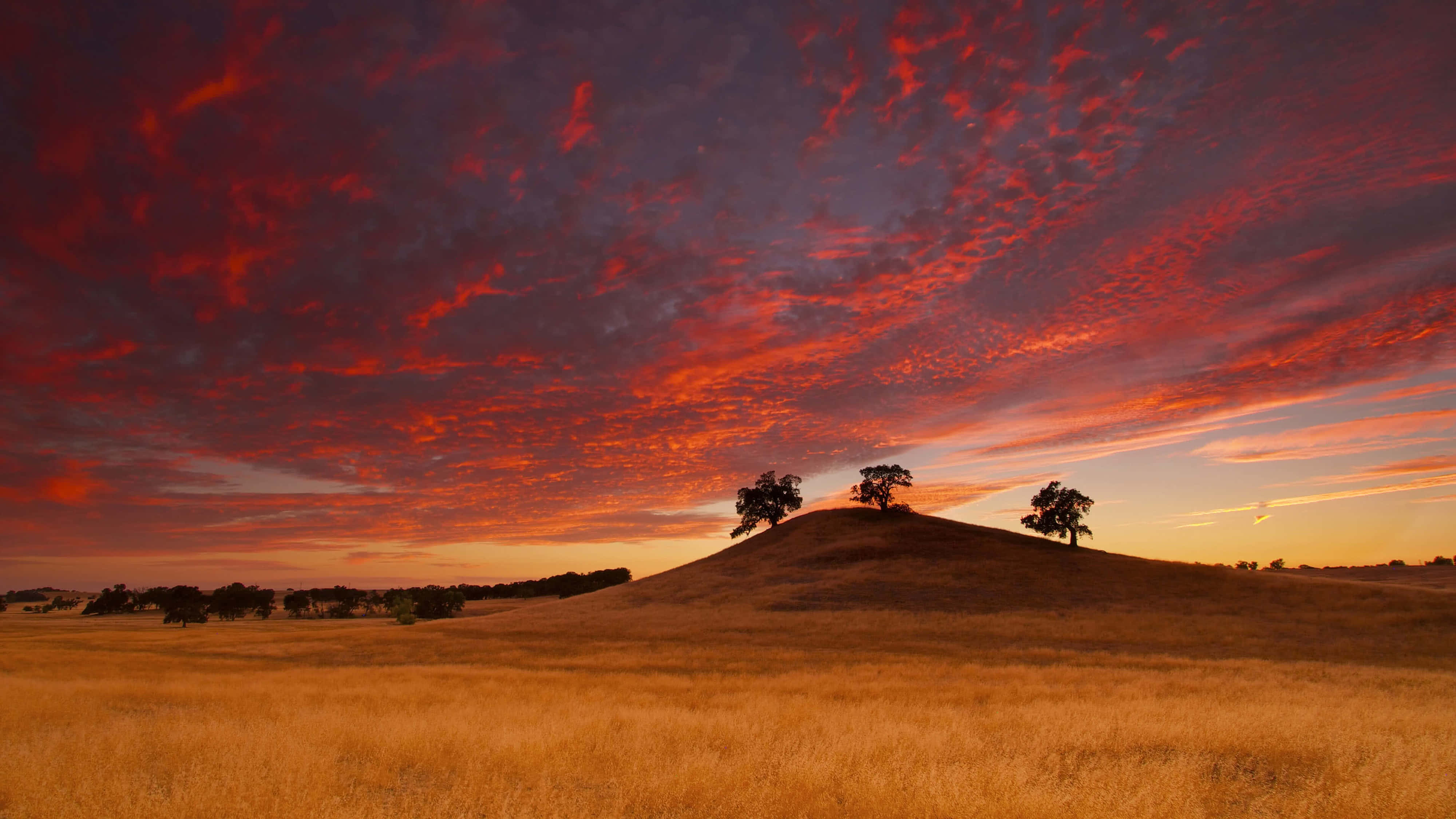 California, sunset, golden field, 4K Desktop Wallpaper