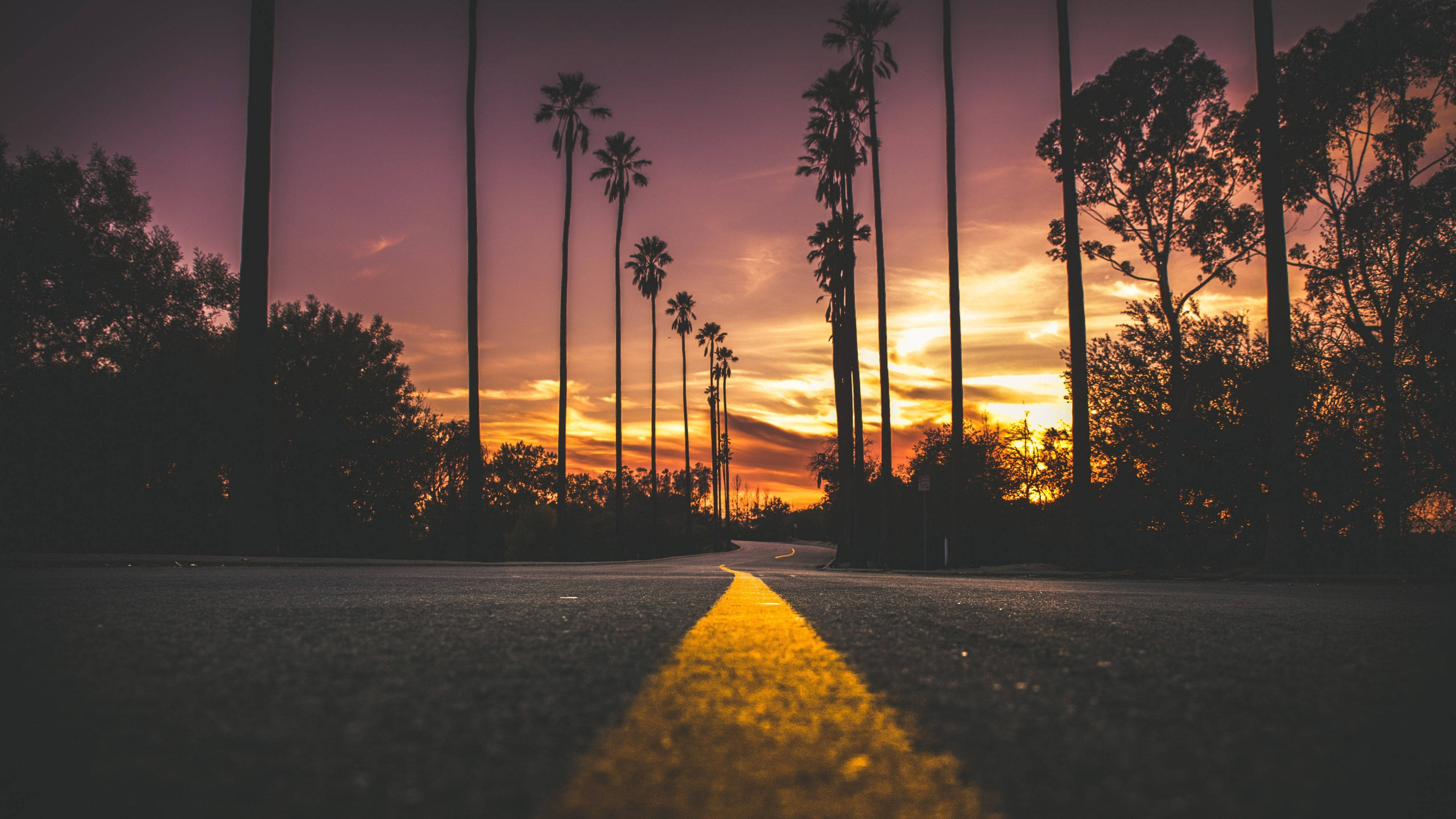 palm tree, sunset, California, 4K Desktop Wallpaper