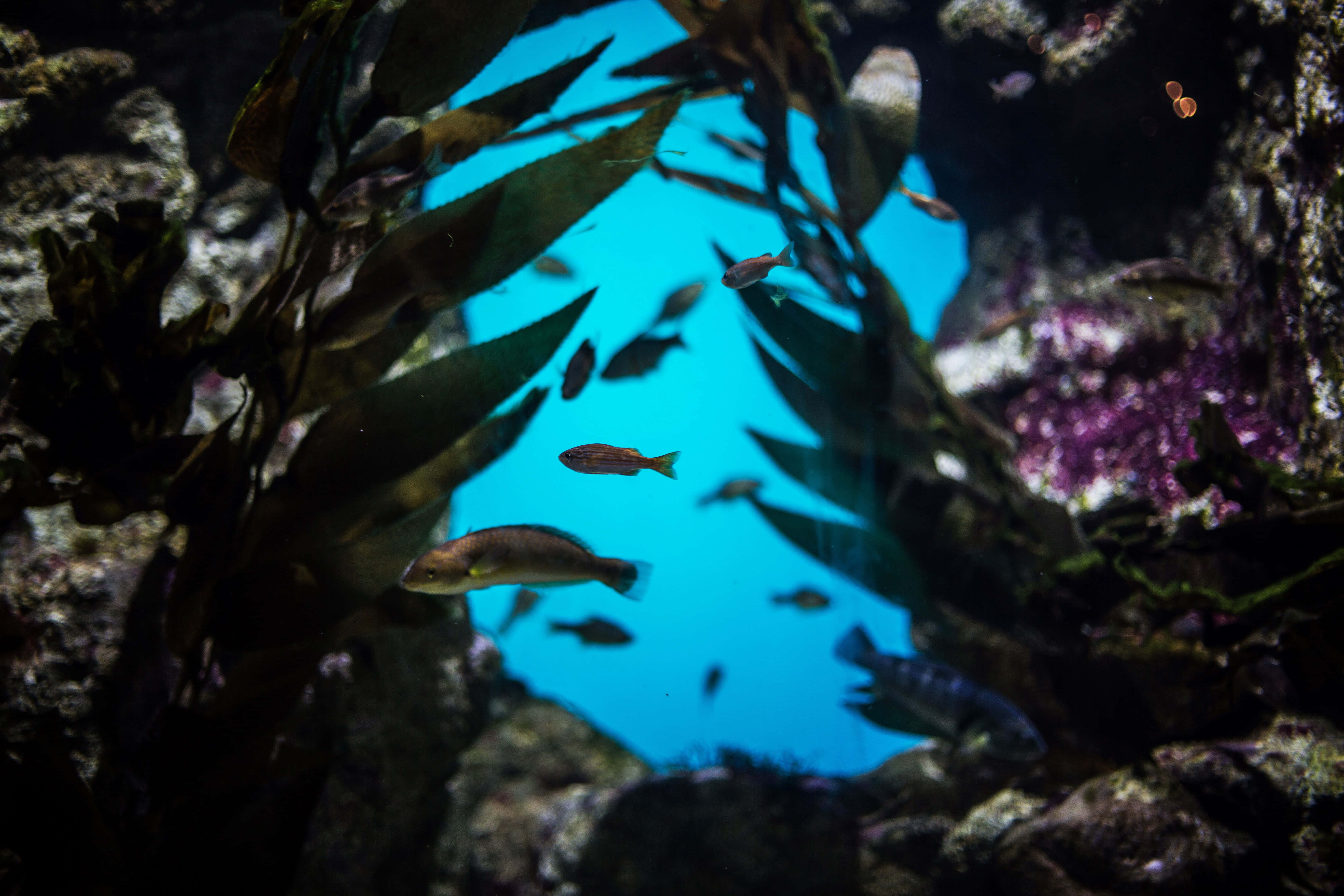 California Academy Of Sciences, aquarium, kelp fronds, 5K Desktop Wallpaper