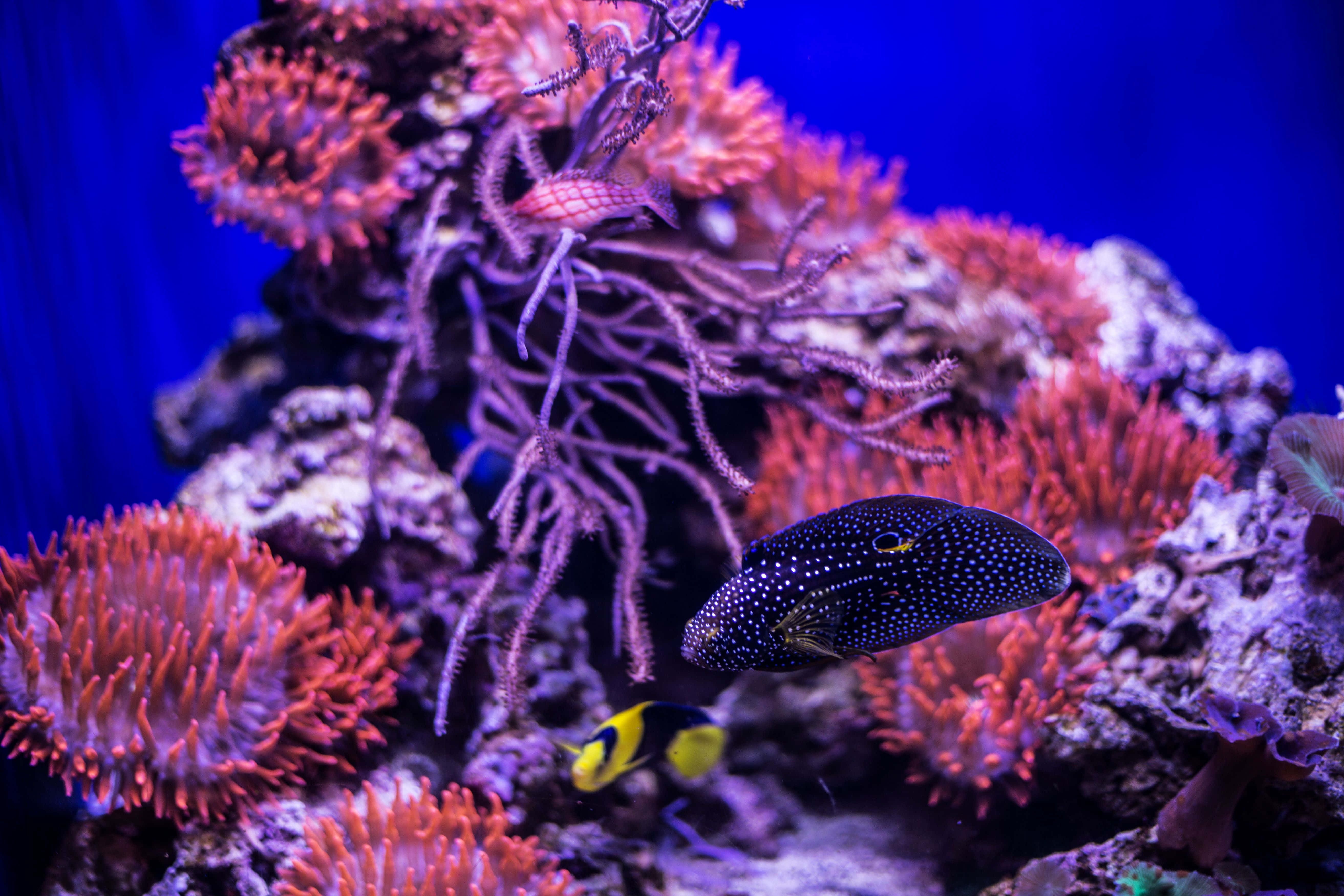 California Academy Of Sciences, vibrant red anemones, purple coral, 5K Desktop Wallpaper