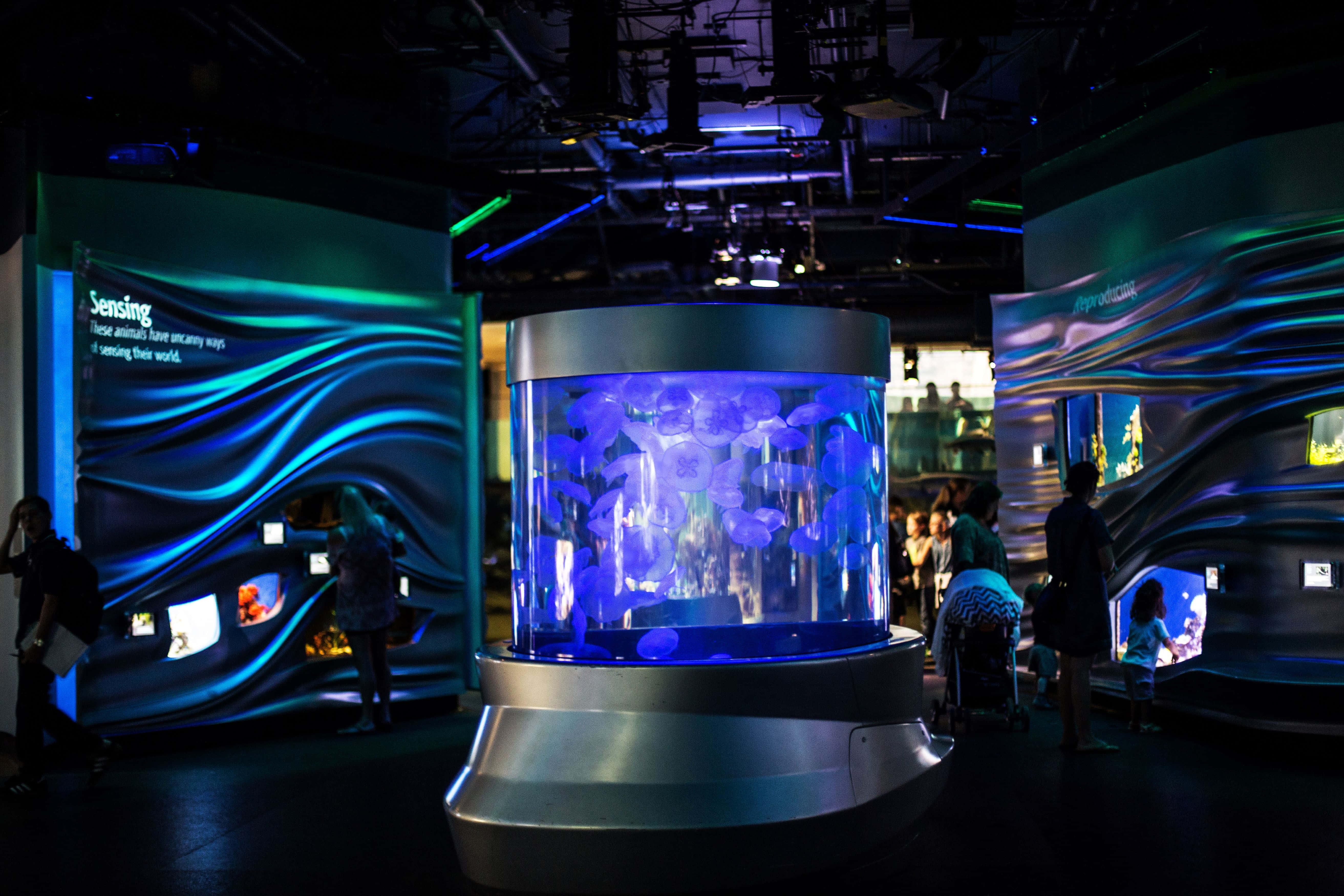 California Academy Of Sciences, aquarium exhibit, glowing cylindrical aquarium, 5K Desktop Wallpaper