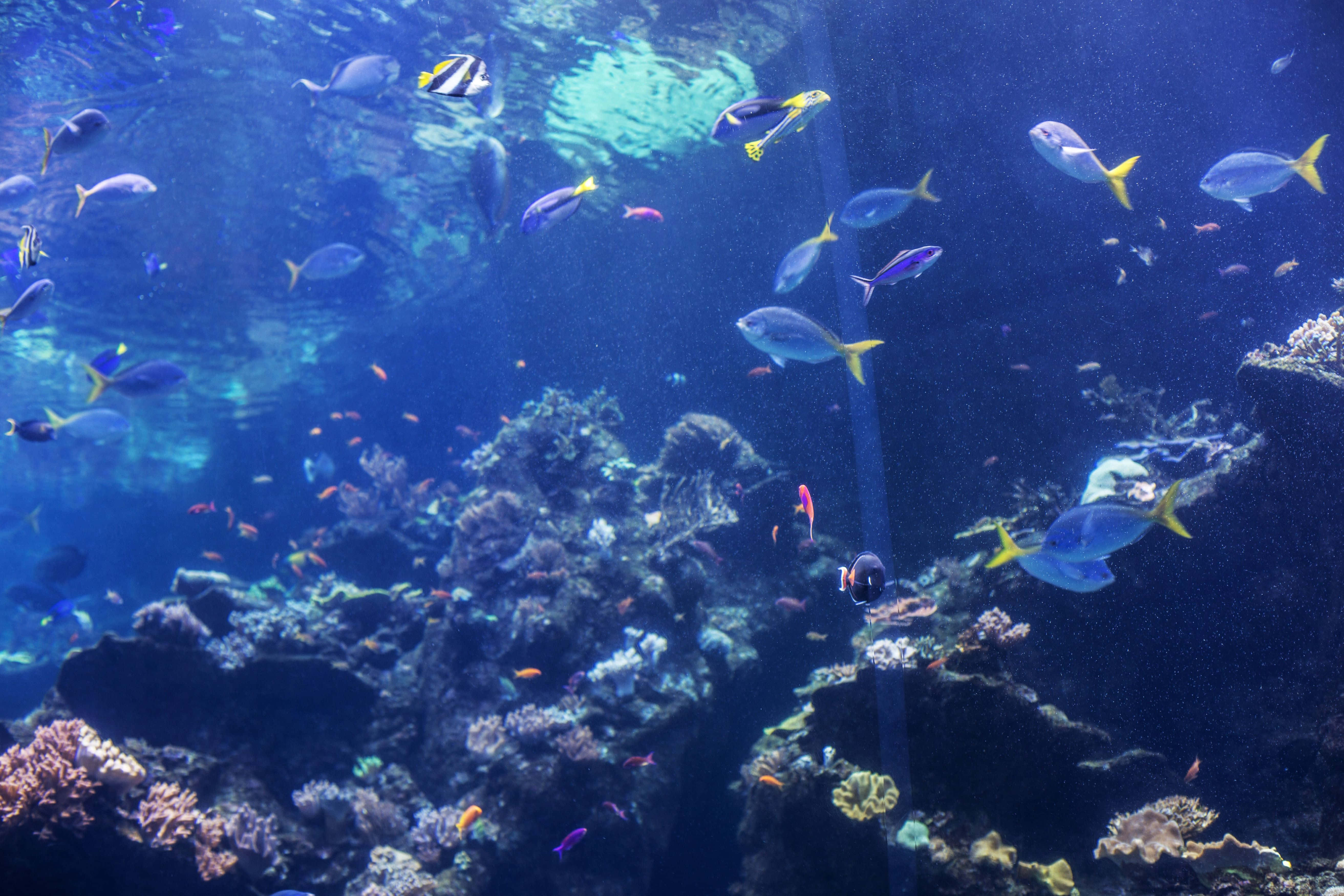 California Academy Of Sciences, aquarium life, tropical fish, 5K Desktop Wallpaper