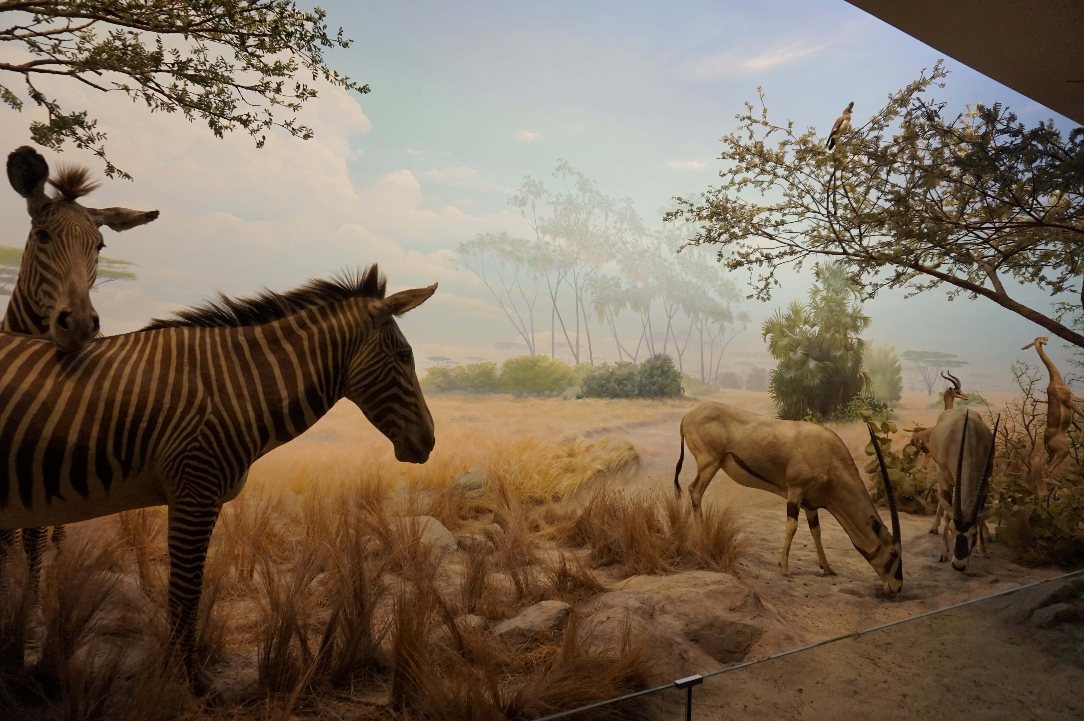 African Savannah Diorama, California Academy Of Sciences, taxidermy zebras, 4K Desktop Wallpaper