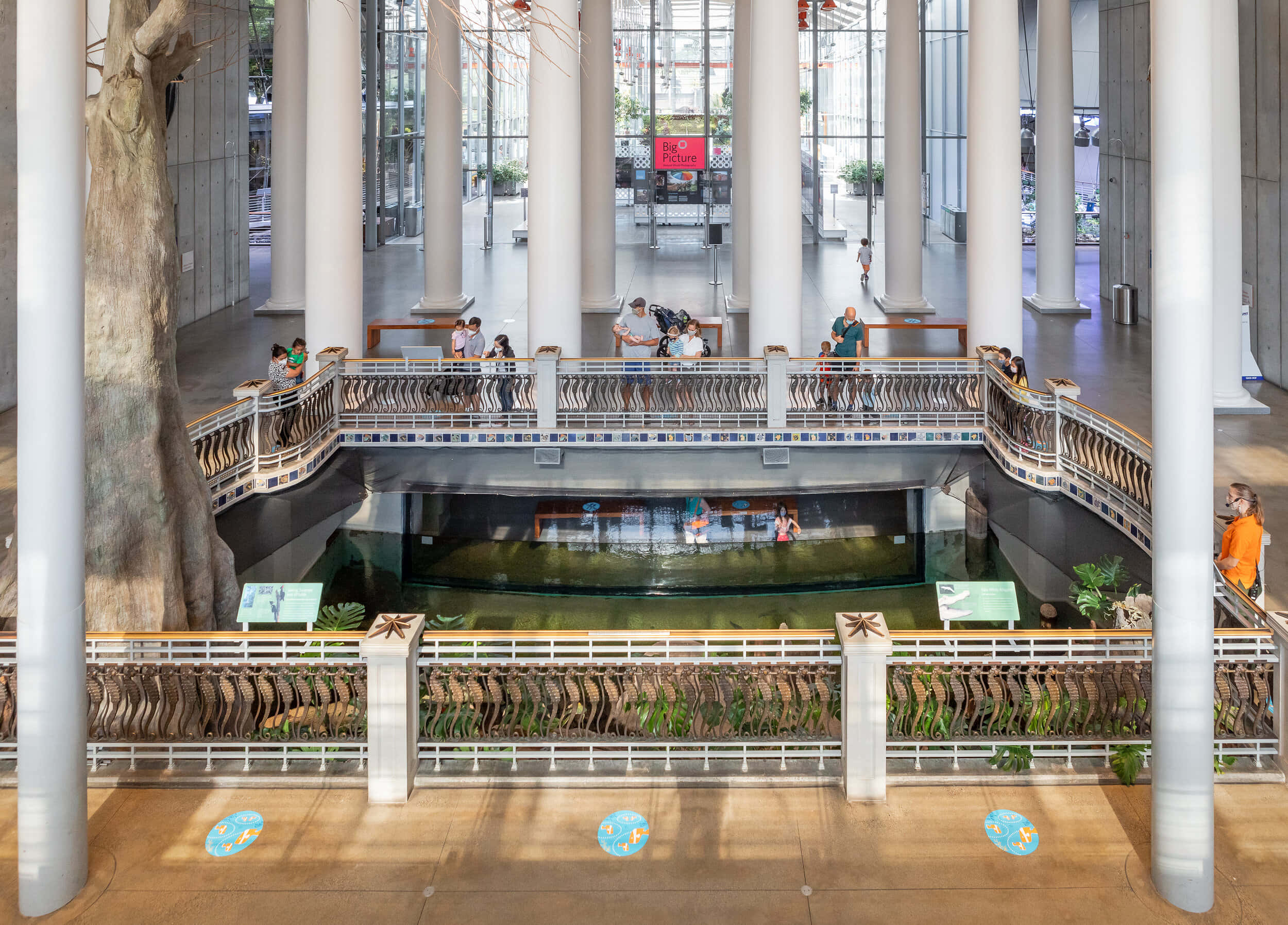 California Academy Of Sciences, indoor atrium, towering white columns, Full HD Desktop Wallpaper