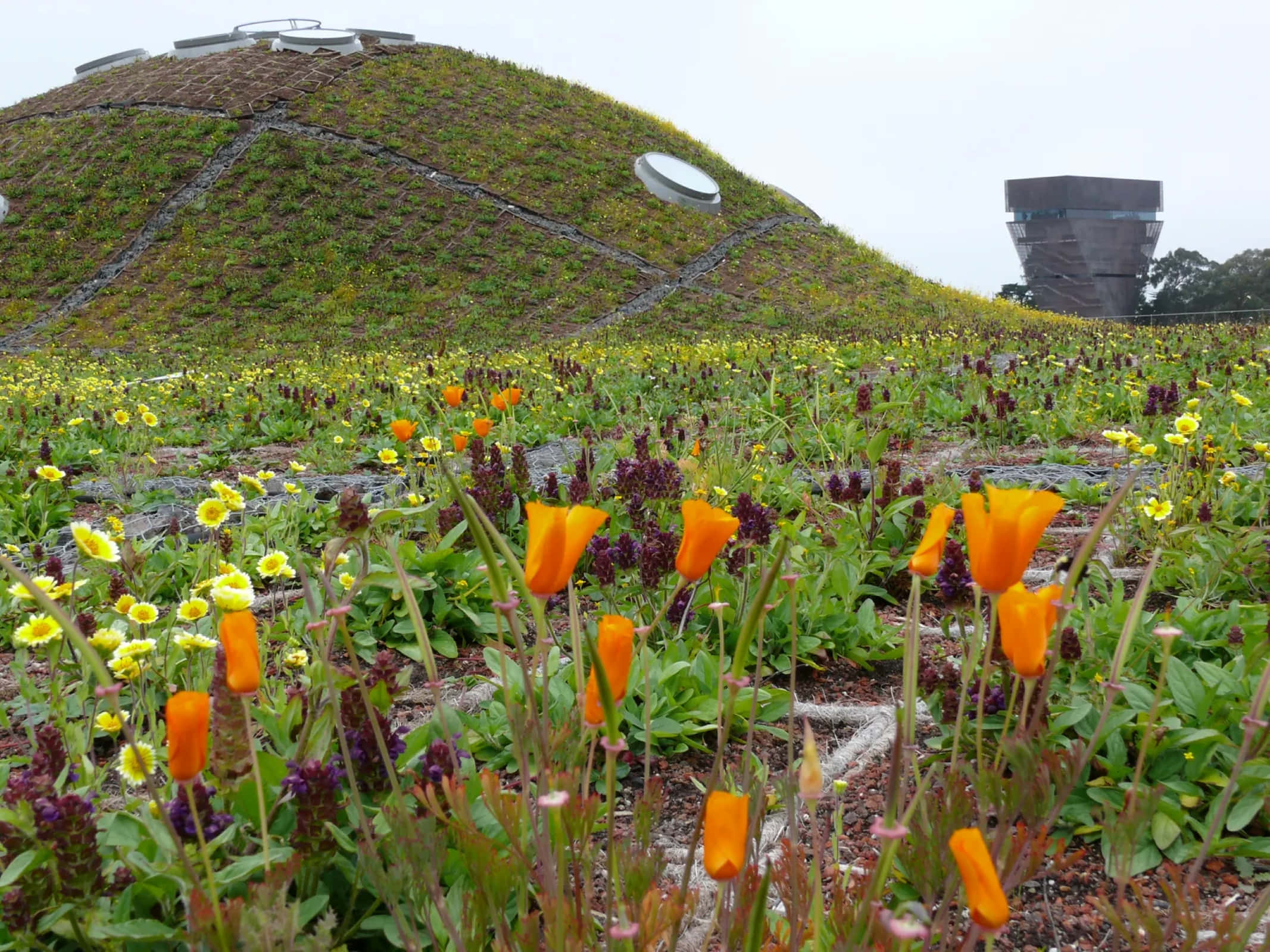 California Academy of Sciences, living roof, orange poppies, Full HD Desktop Wallpaper