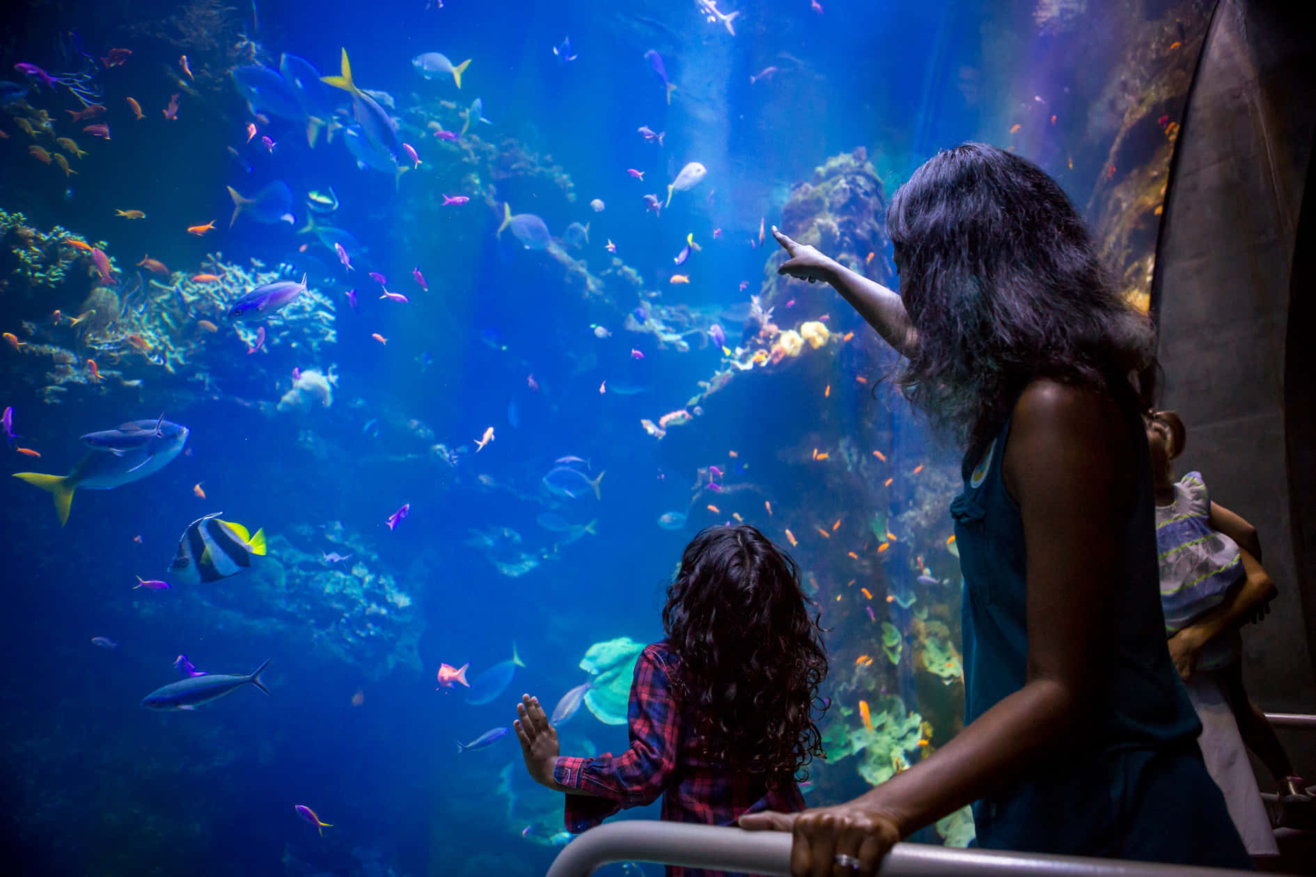 California Academy Of Sciences, aquarium tank, coral reef, HD Desktop Wallpaper