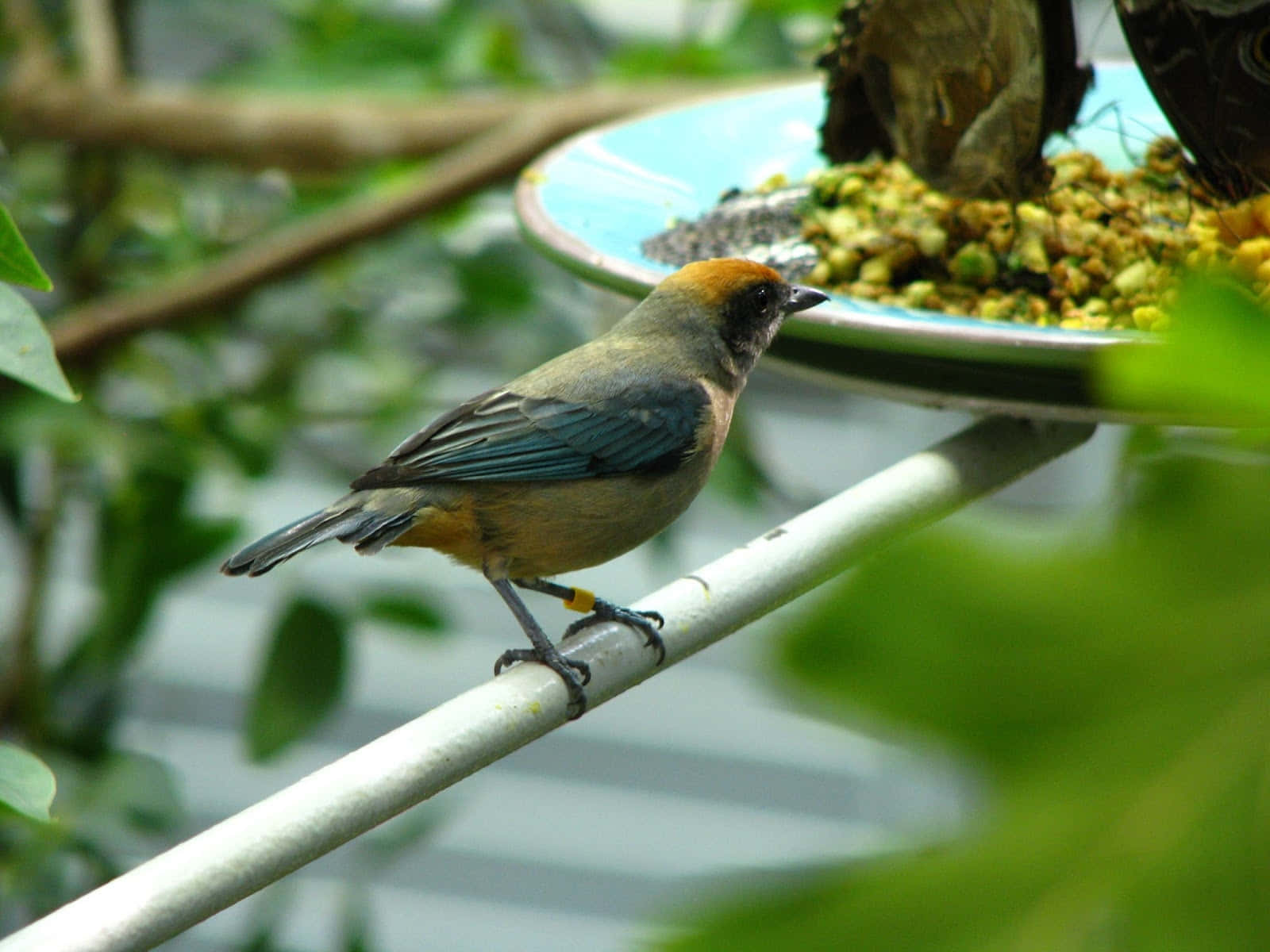 California Academy of Sciences, bird feeding time, orange head, HD Desktop Wallpaper