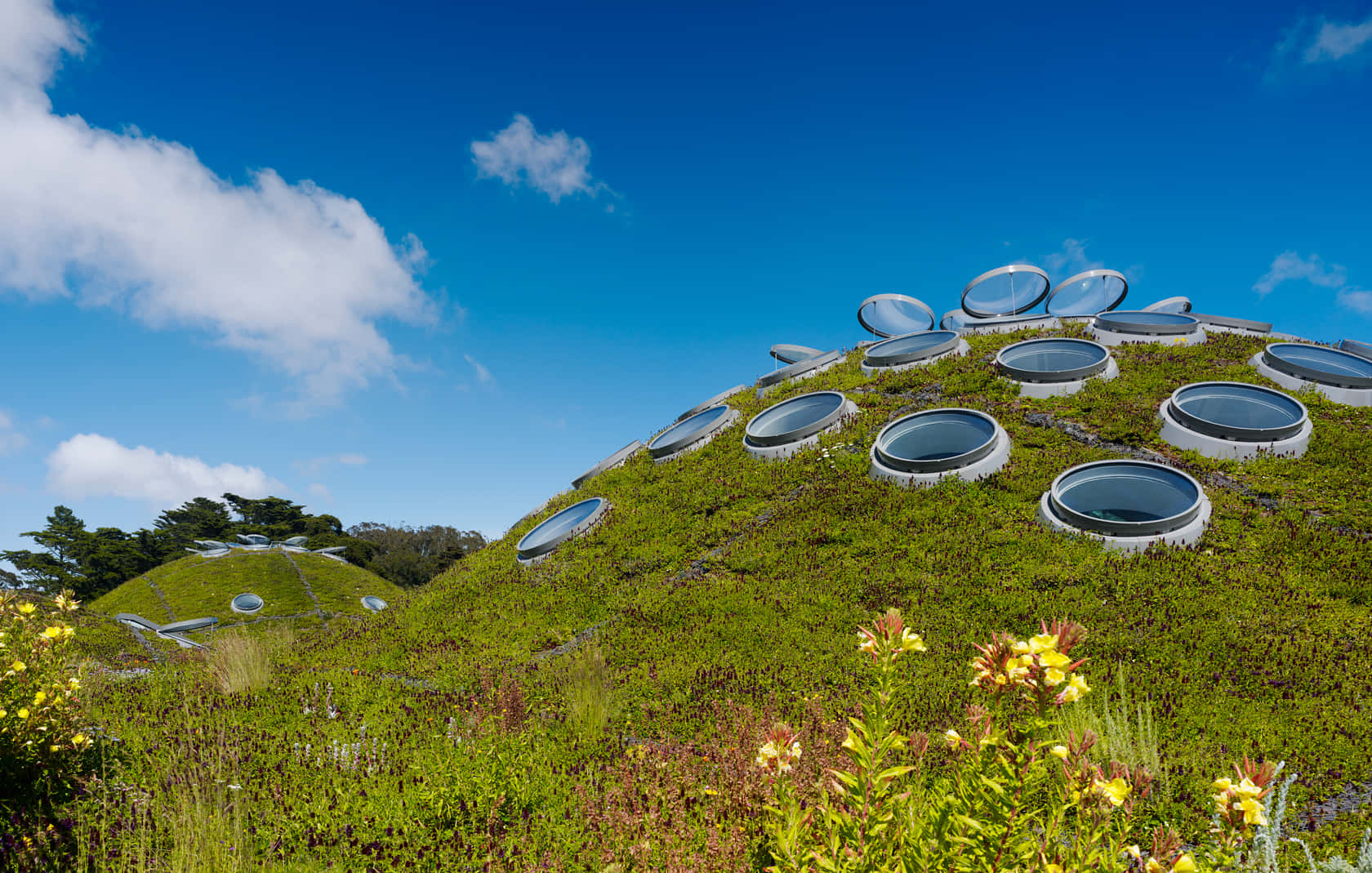 California Academy of Sciences, living roof, vibrant green hillside, HD Desktop Wallpaper