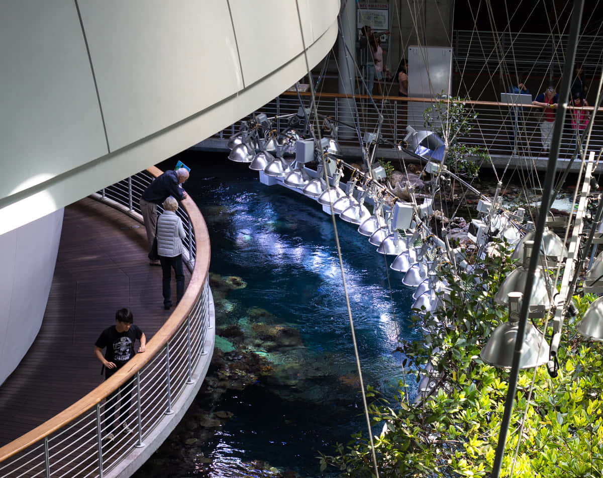California Academy Of Sciences, indoor exhibit, curved wooden walkway, SD Desktop Wallpaper