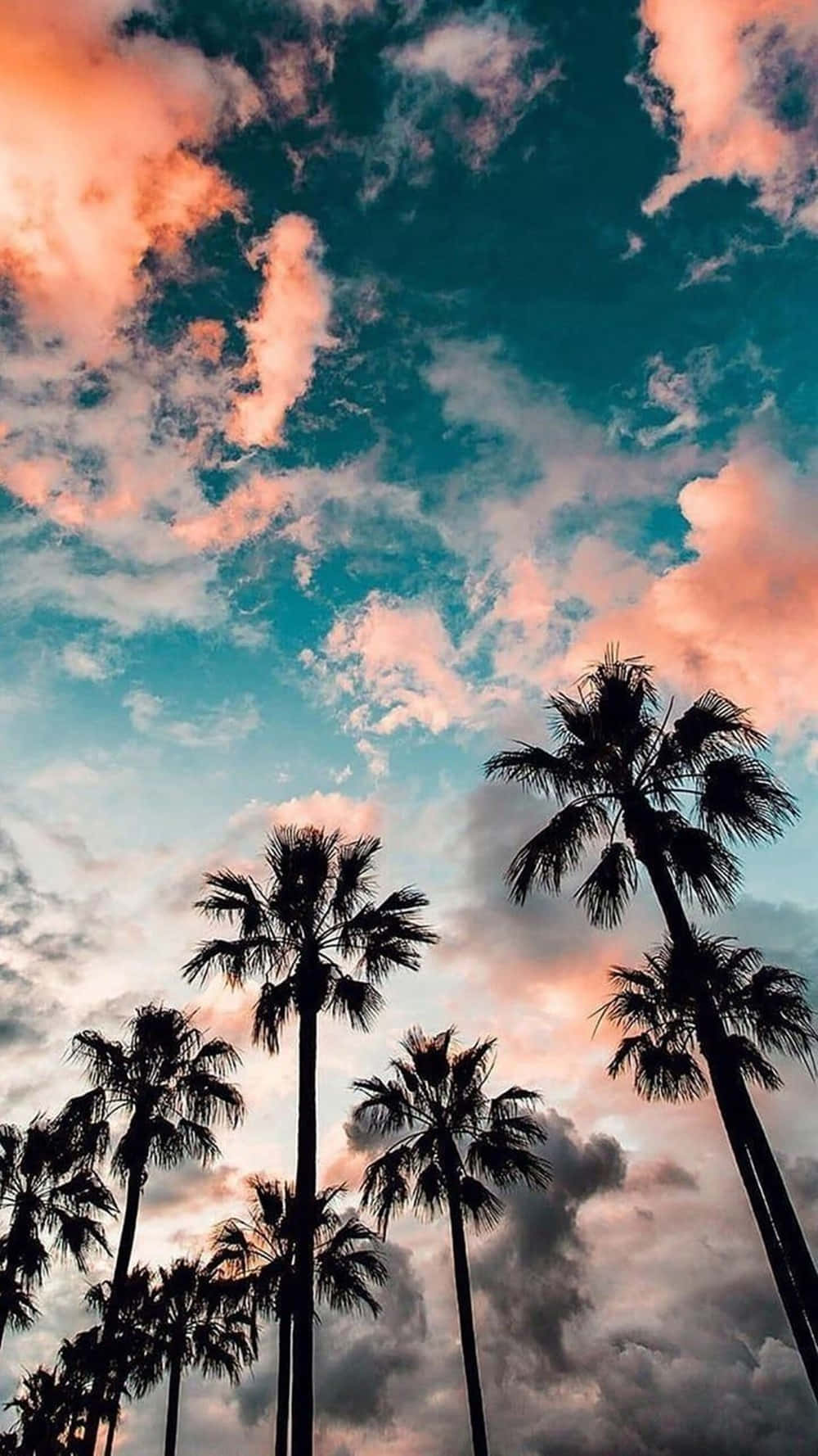 California, iPhone, silhouetted palm trees, HD Phone Wallpaper