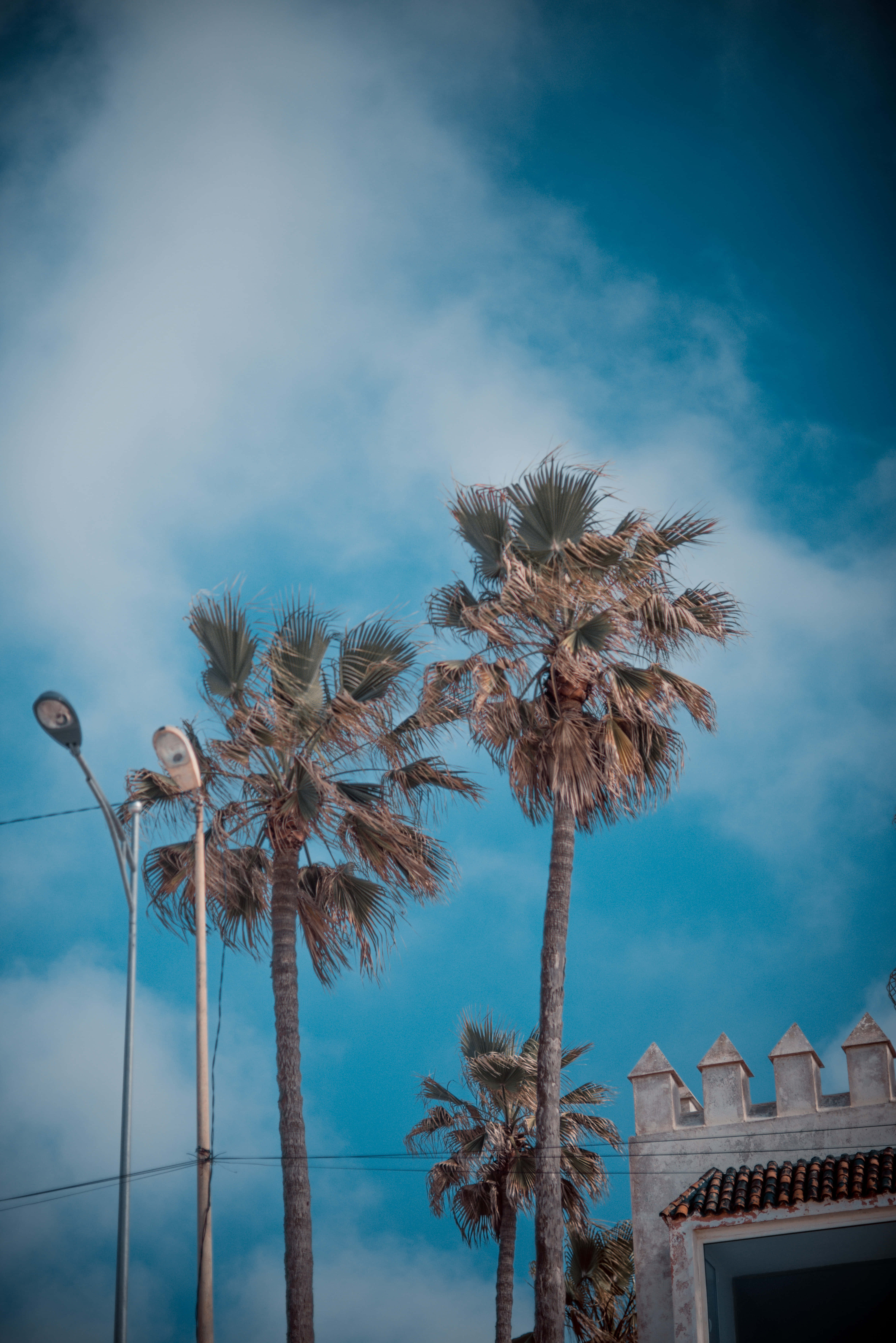 California Aesthetic, palm trees, vibrant blue sky, 5K Phone Wallpaper