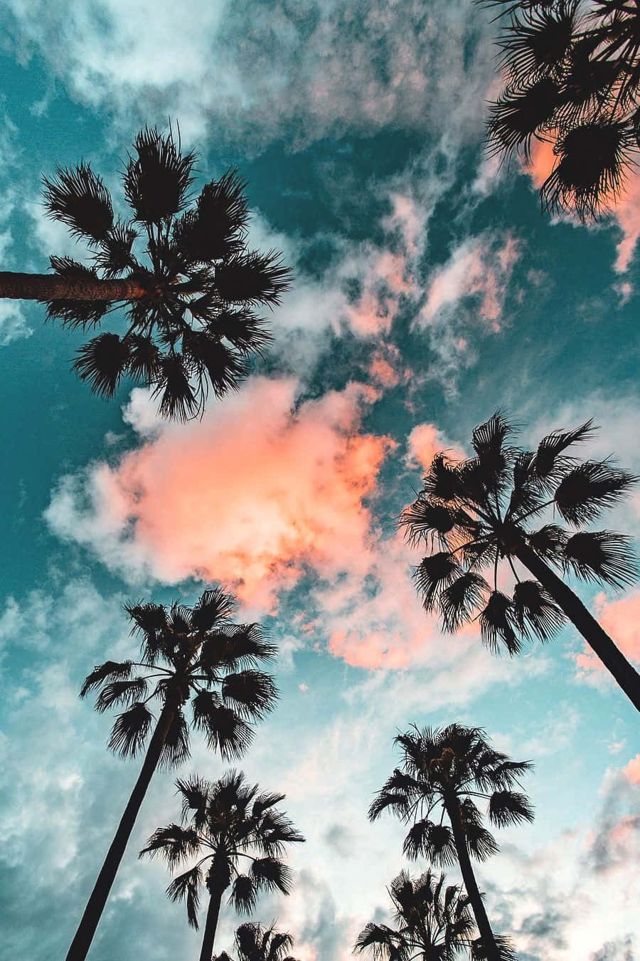 California, palm trees, teal clouds, HD Phone Wallpaper
