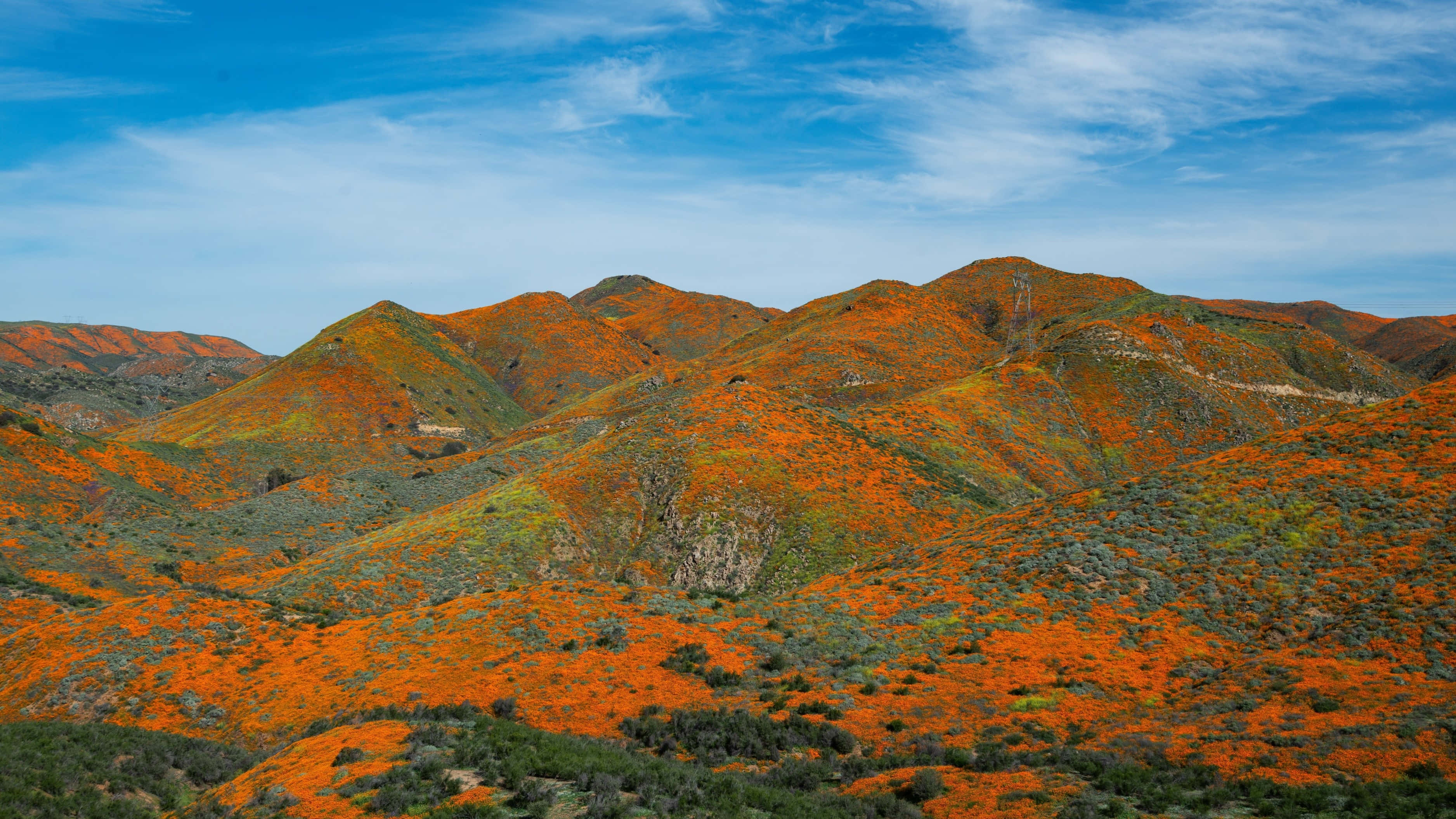 California mountain, snow-capped, vibrant orange poppies, 2K Desktop Wallpaper