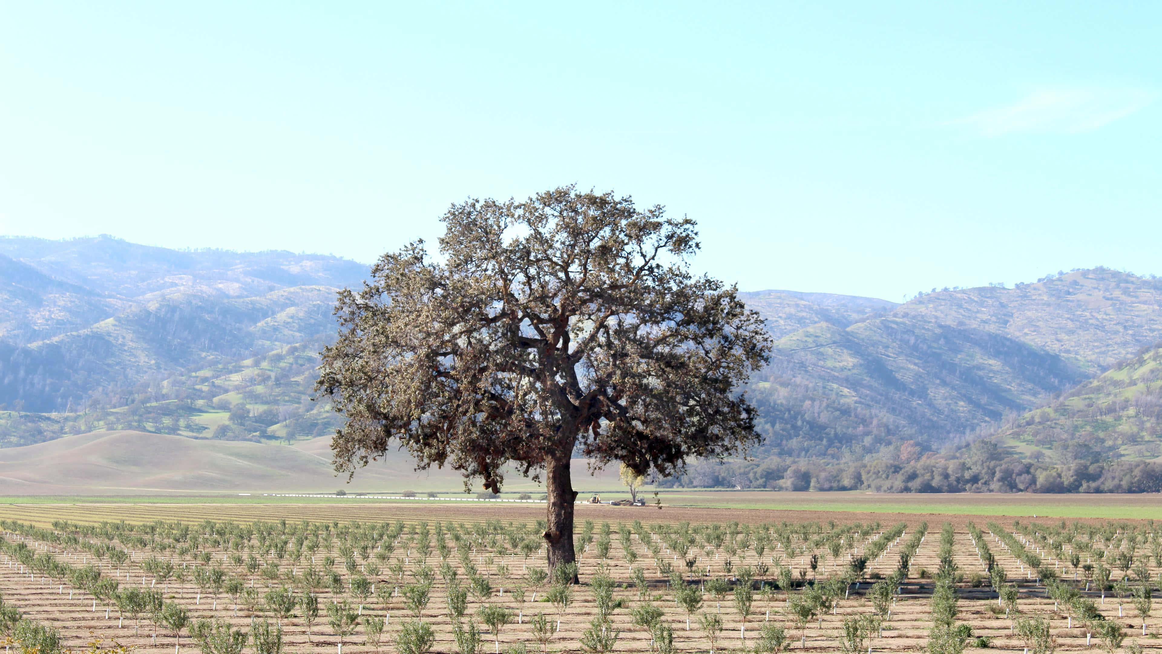California Mountain, oak tree, vineyard, 4K Desktop Wallpaper