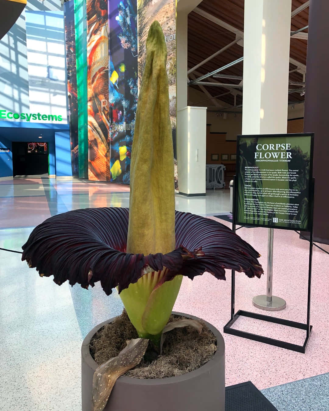 corpse flower, California Science Center, dark purple petals, HD Phone Wallpaper