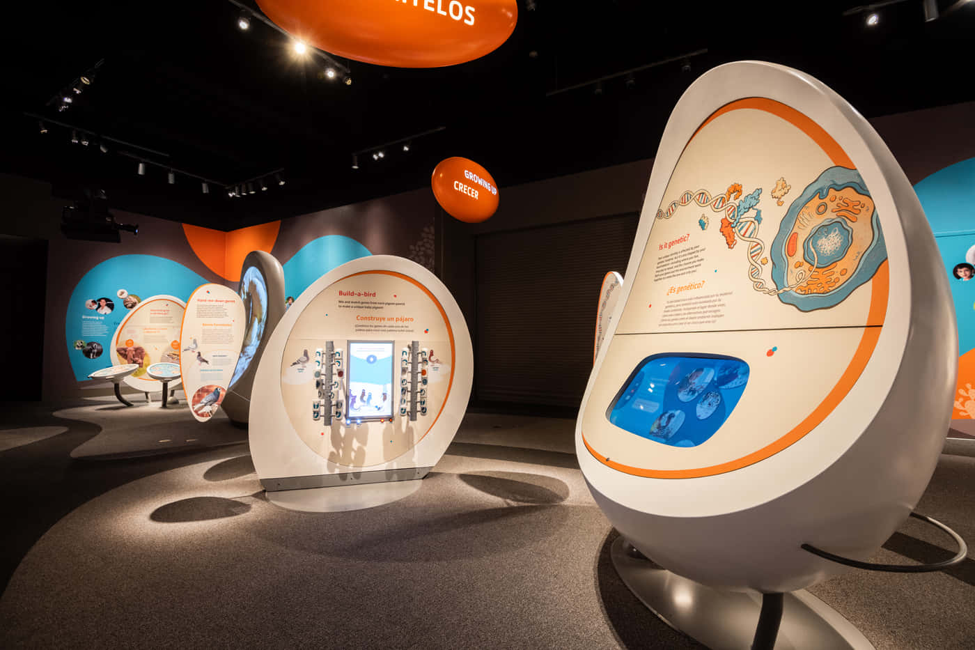 California Science Center, interactive exhibits, curved white pods, HD Desktop Wallpaper