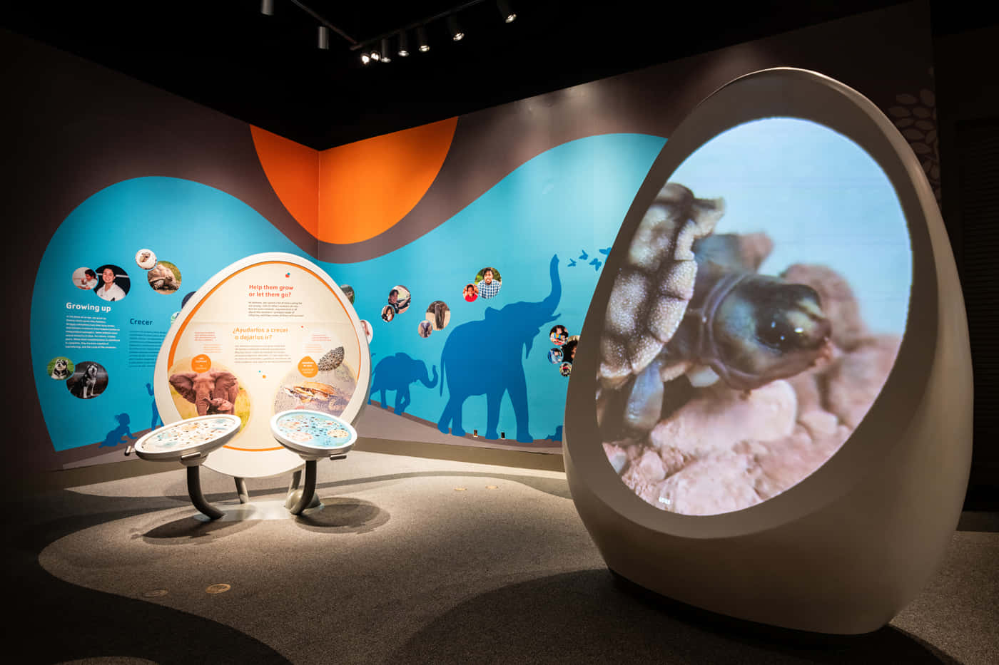 California Science Center, museum exhibit, curved walls, HD Desktop Wallpaper