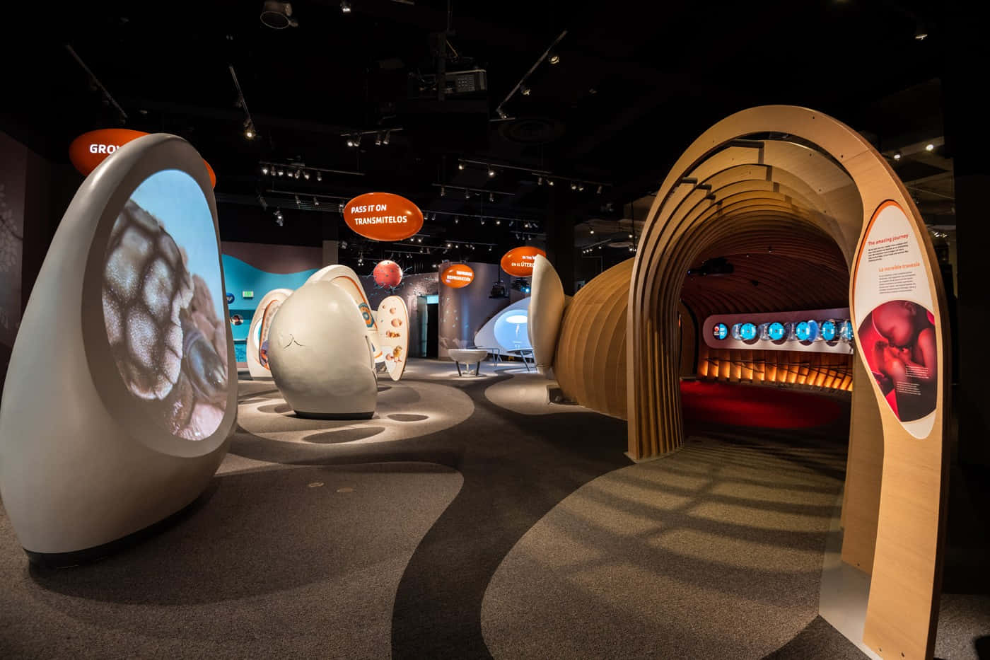 California Science Center, curved wooden tunnels, glowing screens, HD Desktop Wallpaper