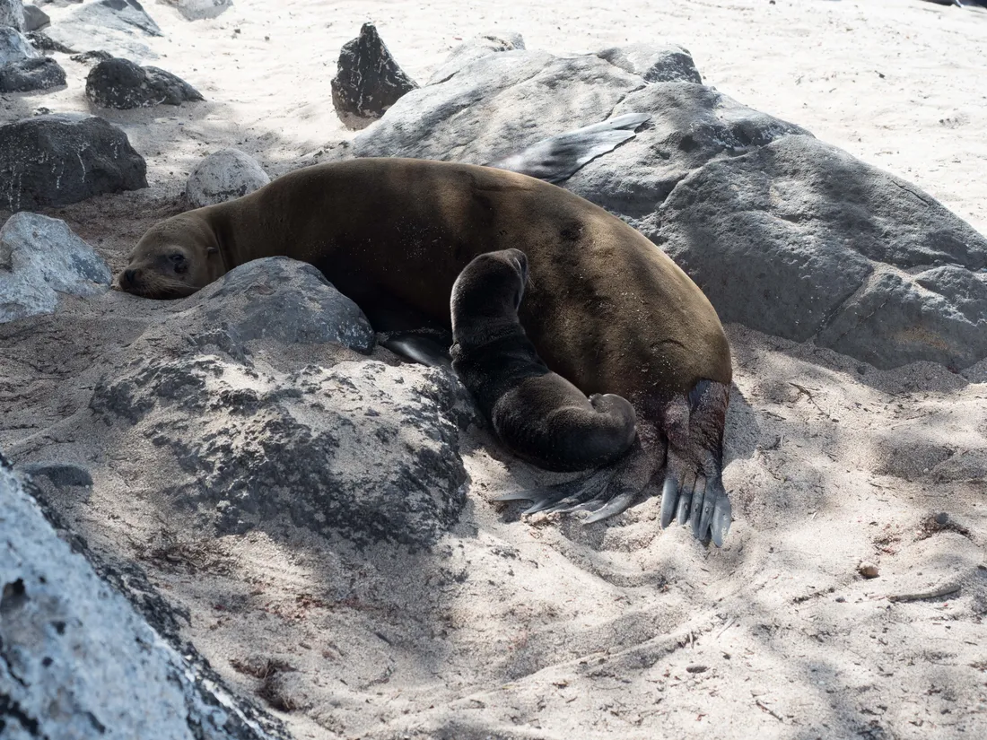 California Sea Lion