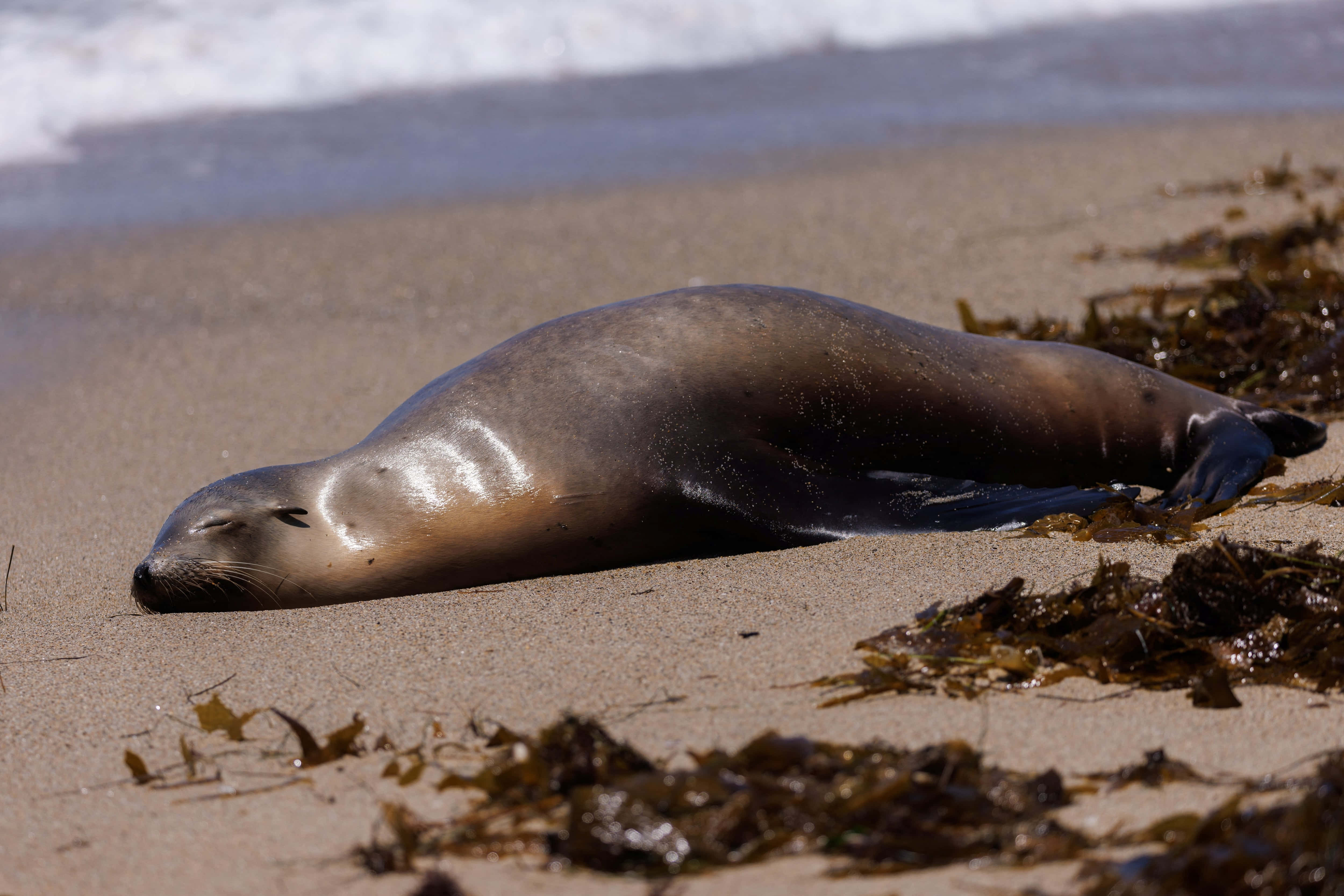 California Sea Lion, sandy beach, seaweed, 4K Desktop Wallpaper