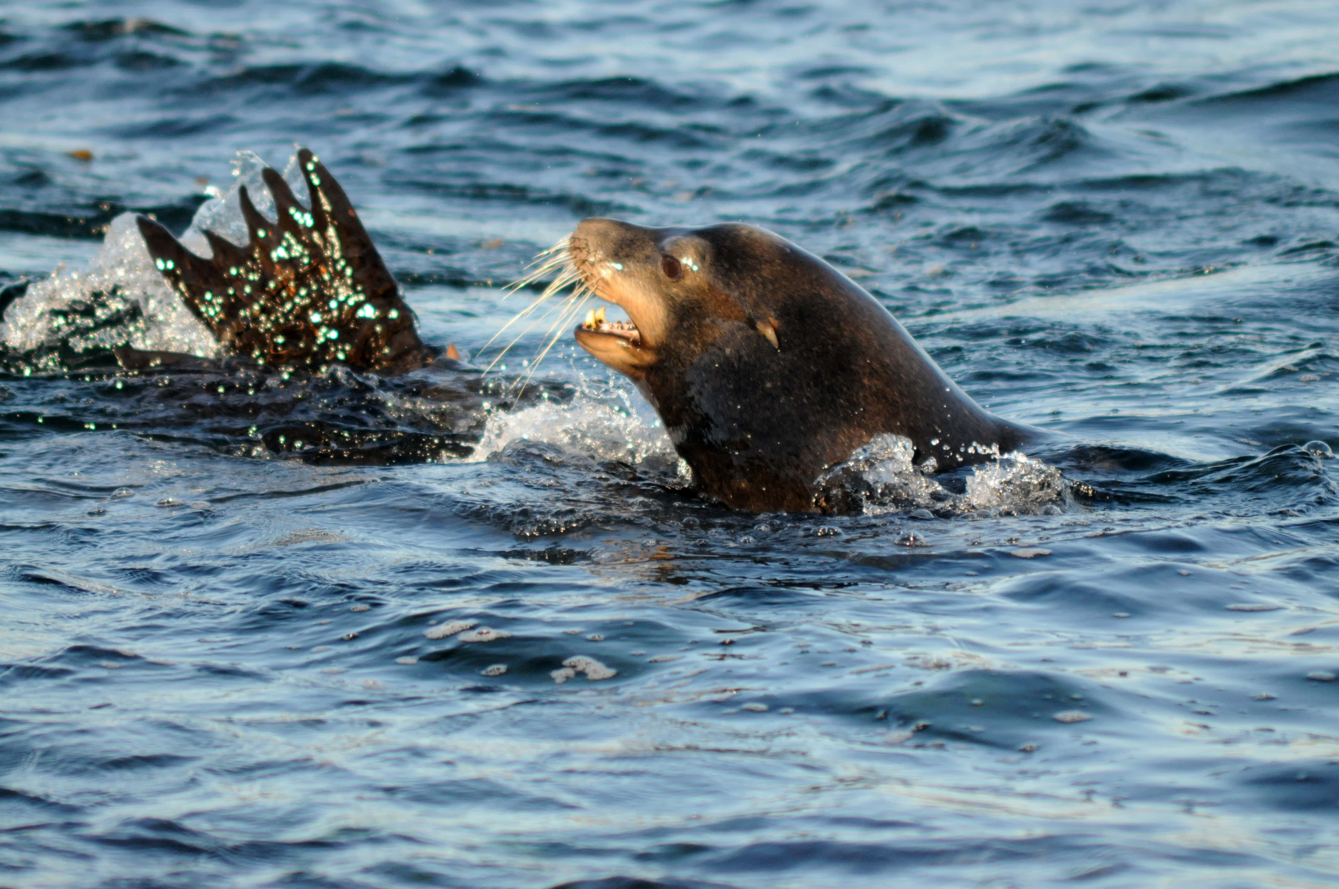 California Sea Lion, ocean surface, flippers spread, 4K Desktop Wallpaper