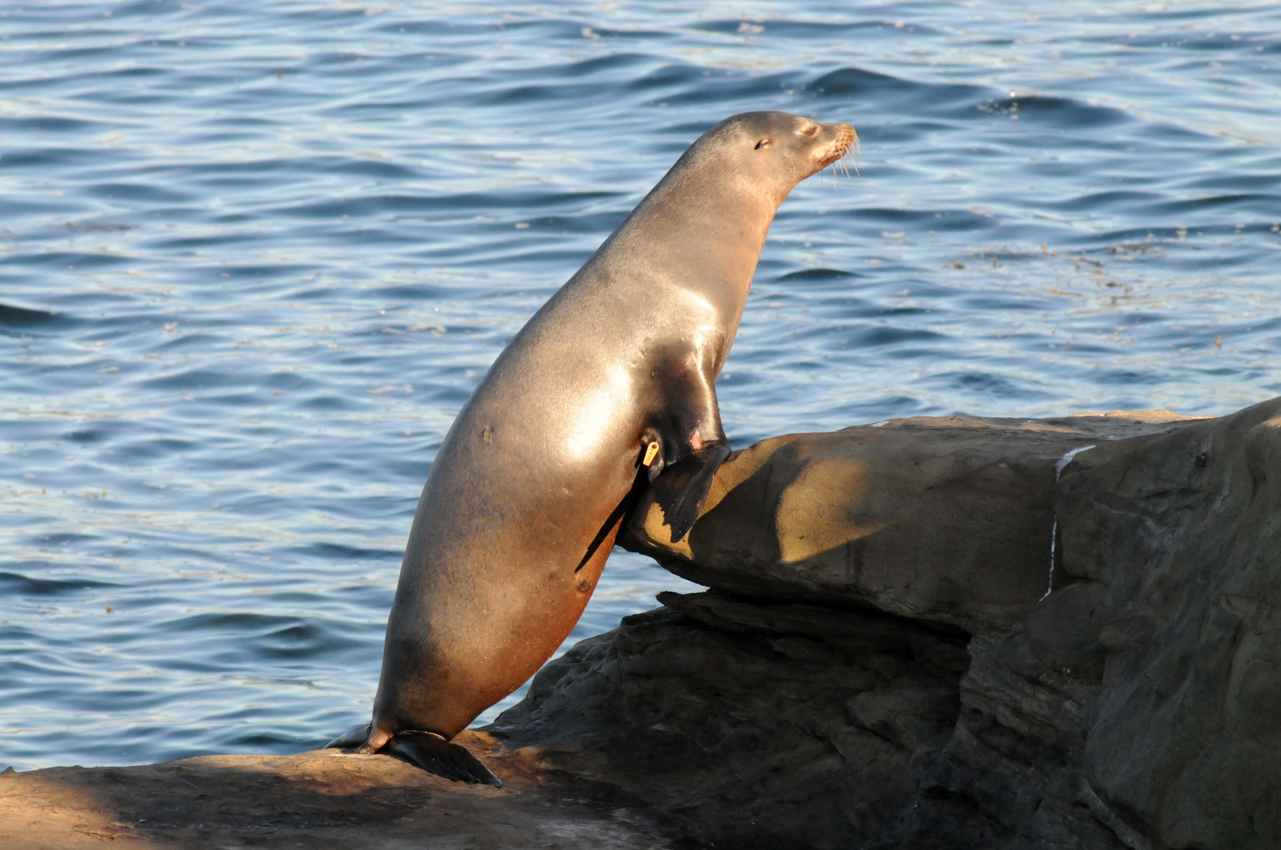 California Sea Lion, sunlit, rocky outcrop, 4K Desktop Wallpaper