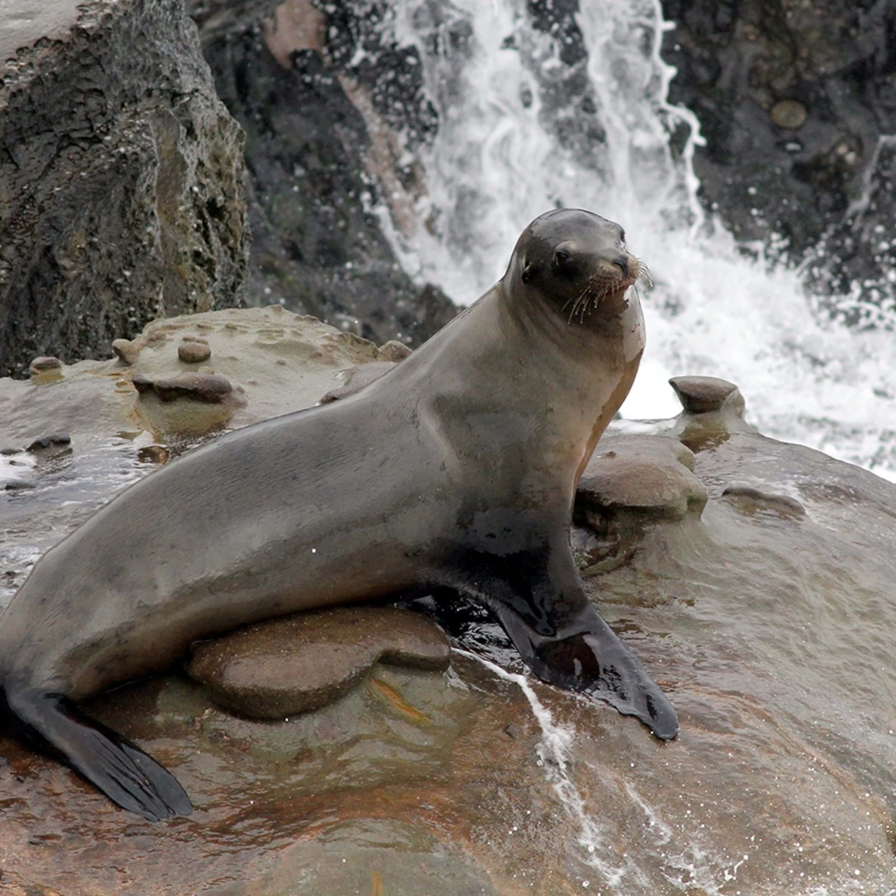 California Sea Lion, rocky shore, wet rocks, 2K Desktop Wallpaper