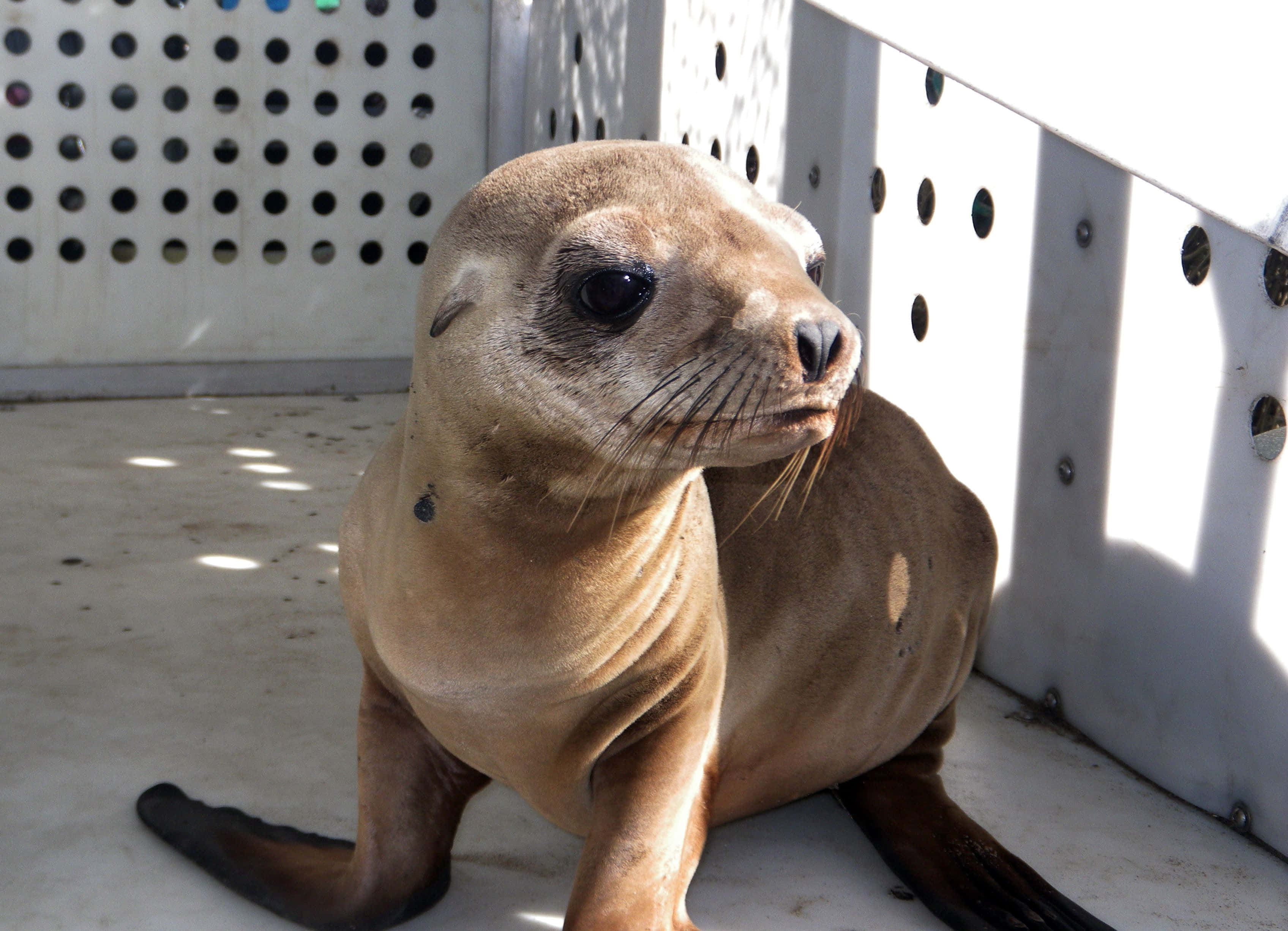 California Sea Lion, brown, sunlit, 2K Desktop Wallpaper