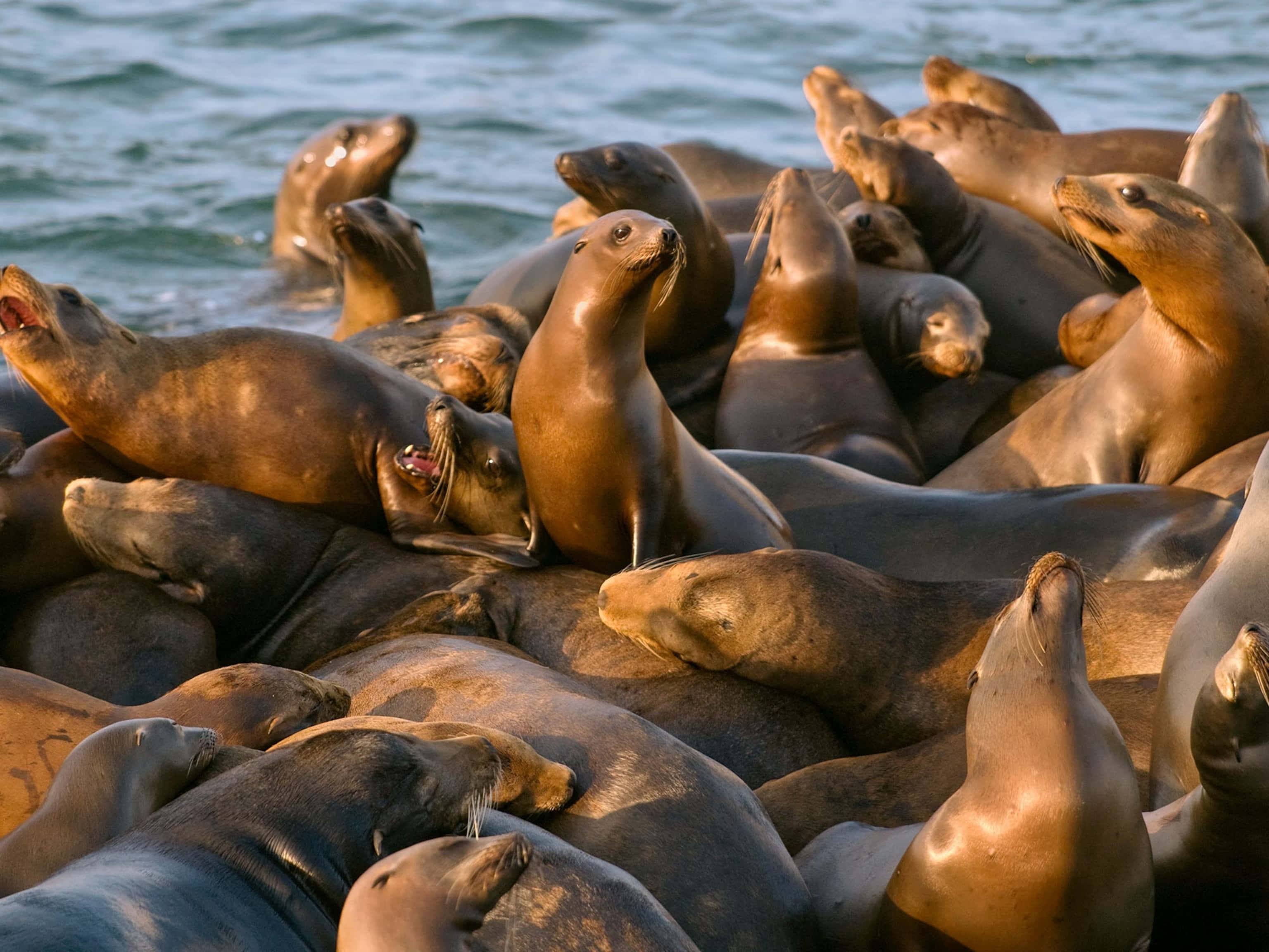 California Sea Lion, rocky shore, ocean waves, 2K Desktop Wallpaper