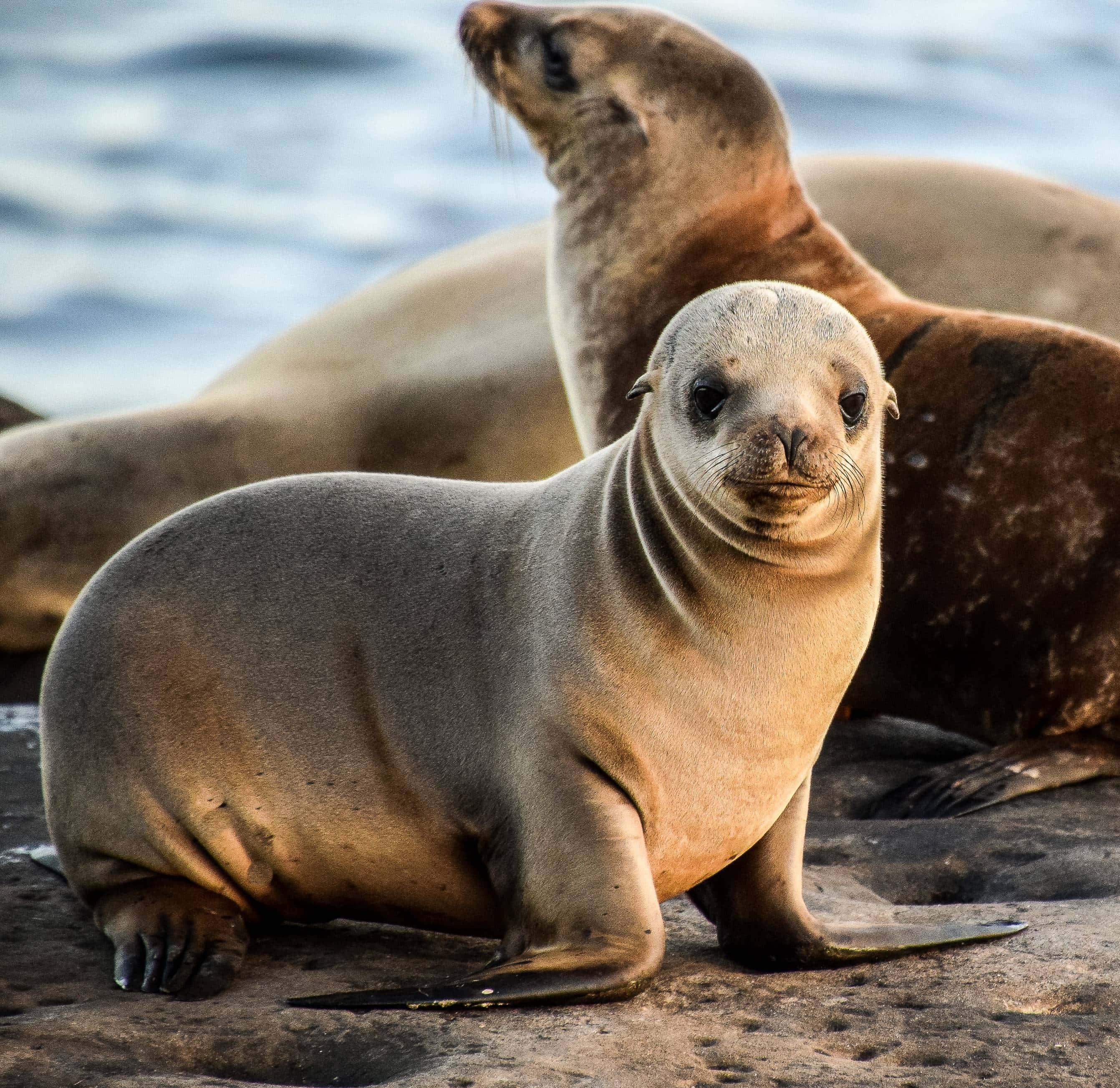 California Sea Lion, baby sea lion pup, adult sea lion, 2K Desktop Wallpaper