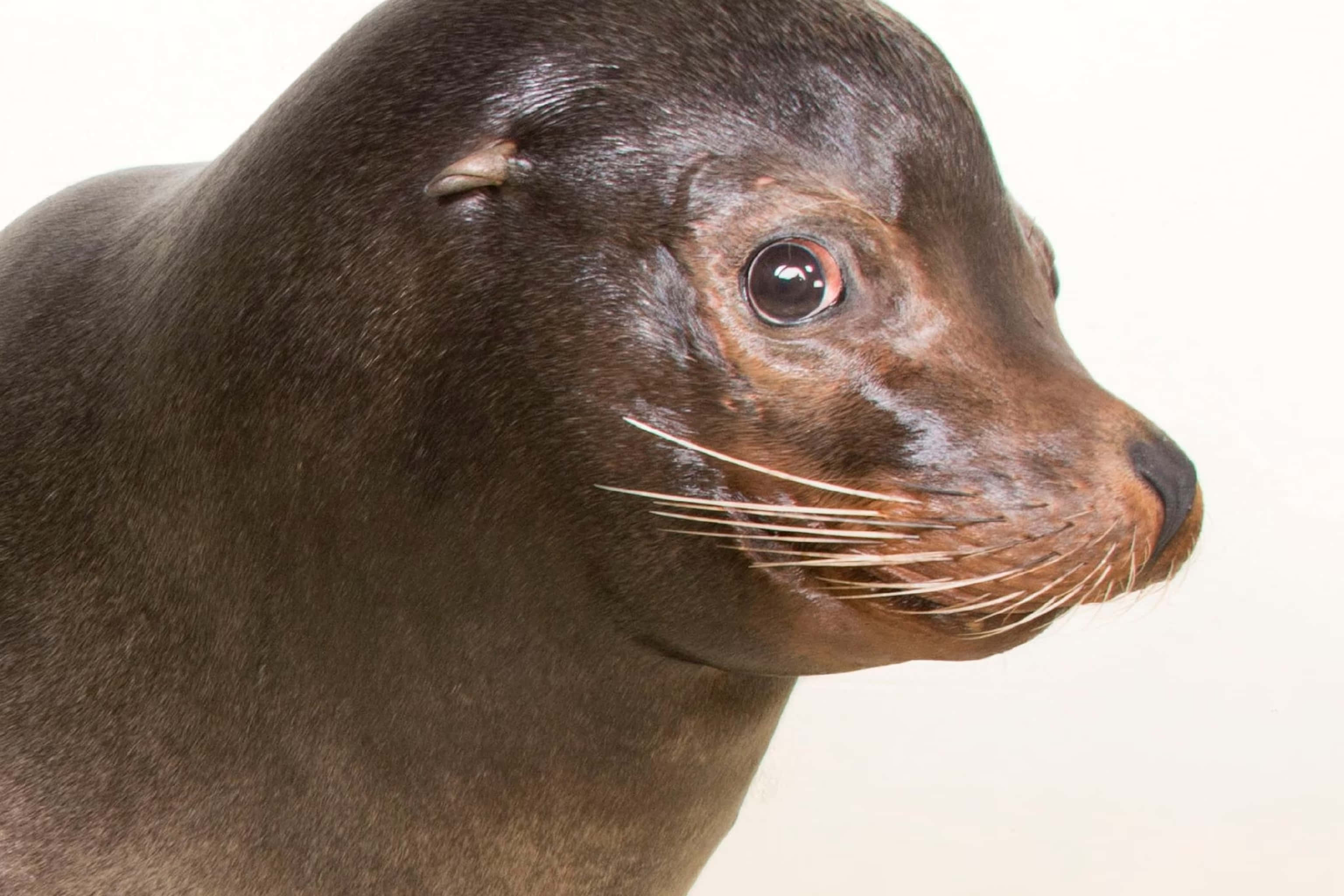 California Sea Lion, brown, whiskers, 2K Desktop Wallpaper