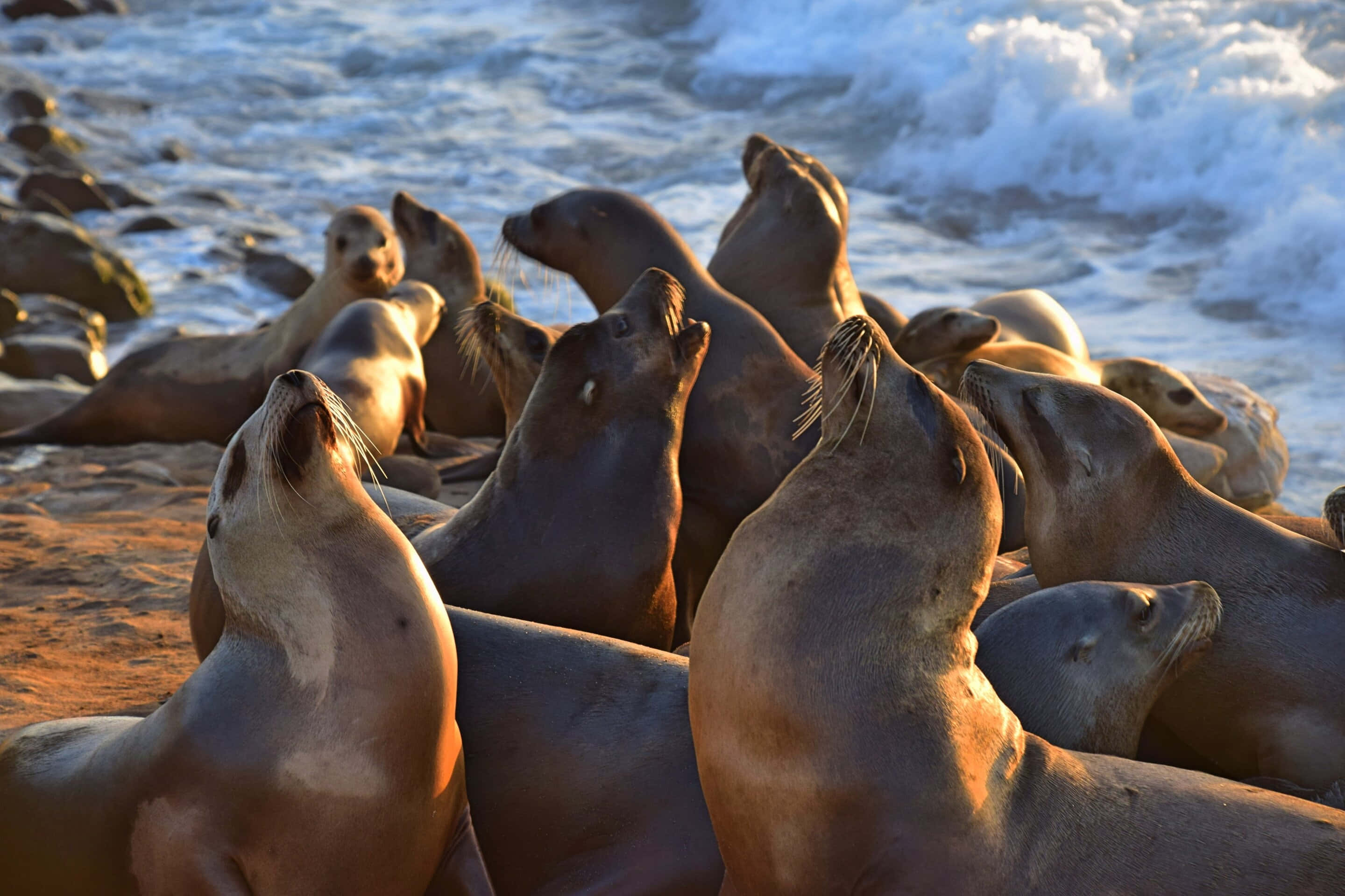 California Sea Lion, sunset, rocky beach, 2K Desktop Wallpaper