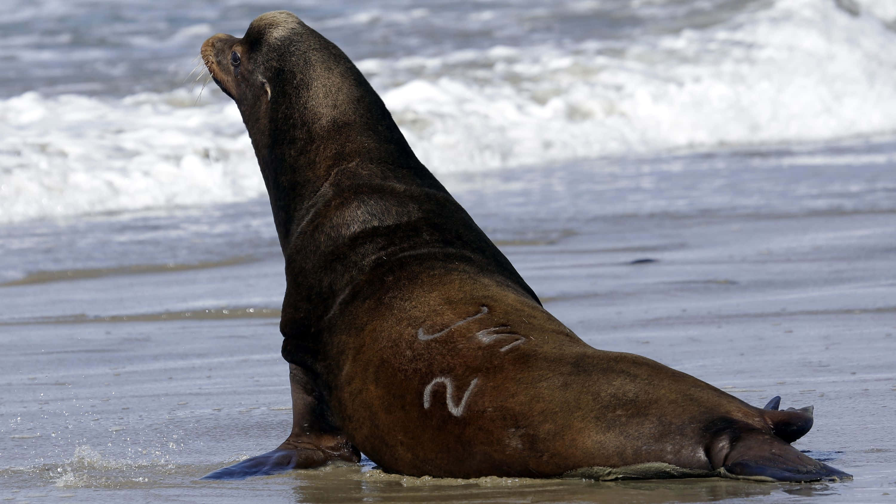 California Sea Lion, wet sandy beach, white-capped waves, 2K Desktop Wallpaper