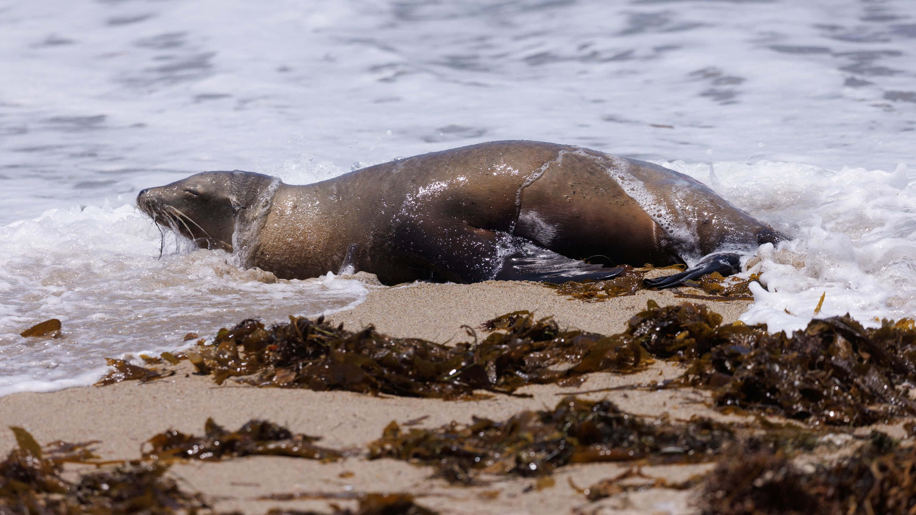 sea lion, sandy beach, gentle waves, 2K Desktop Wallpaper