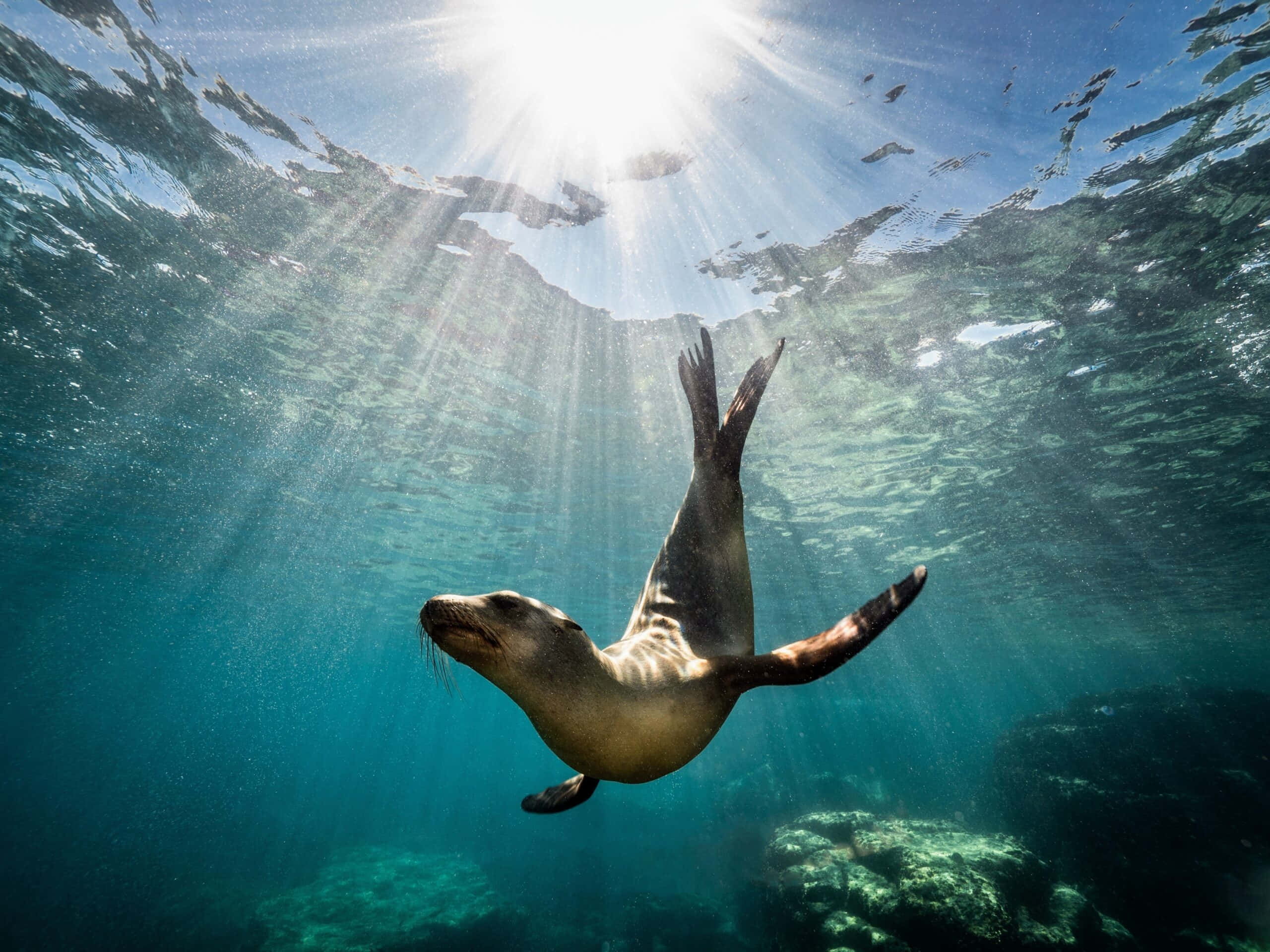 sea lion, underwater, sun rays, 2K Desktop Wallpaper