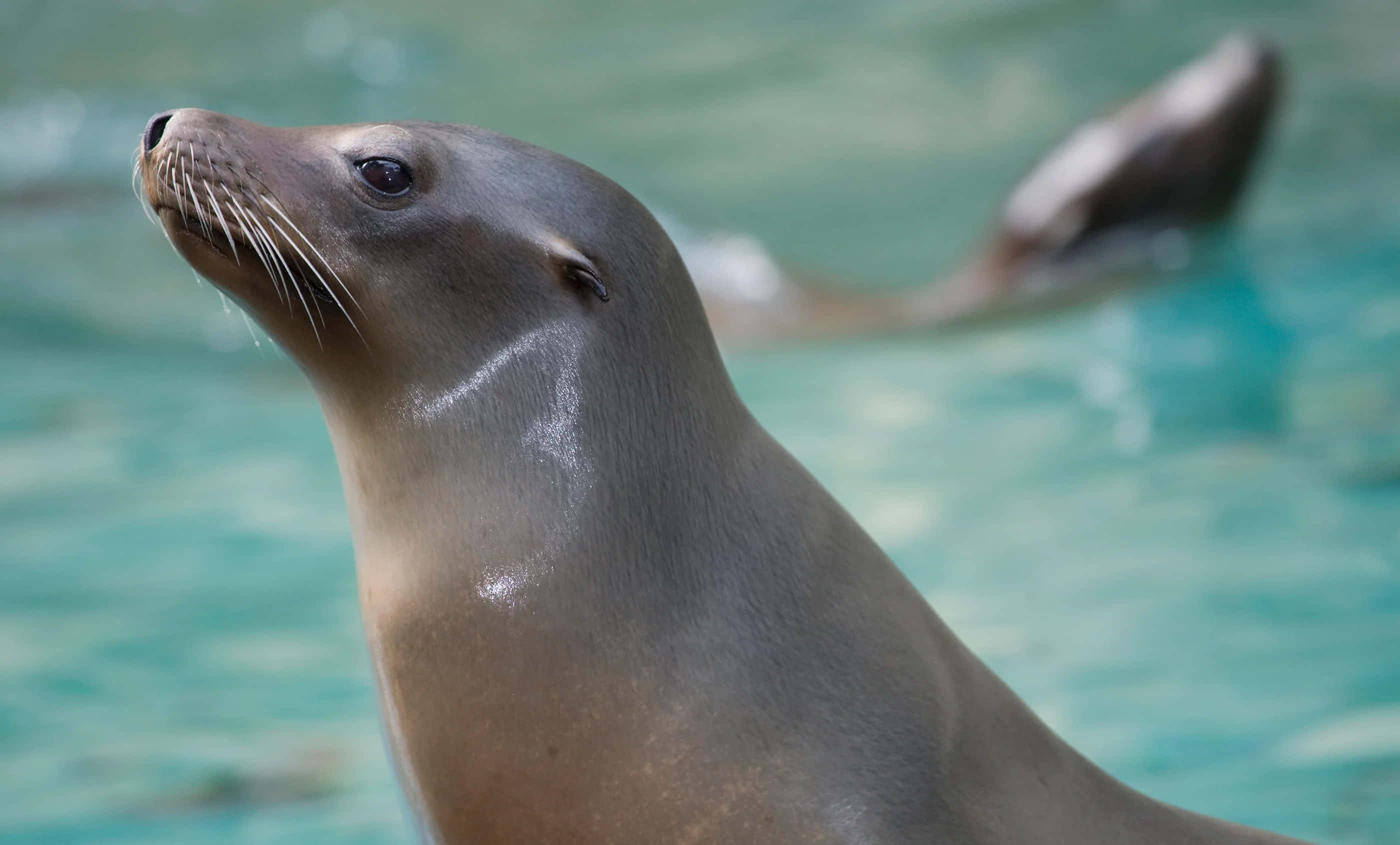 California Sea Lion, wet fur, whiskers, 2K Desktop Wallpaper