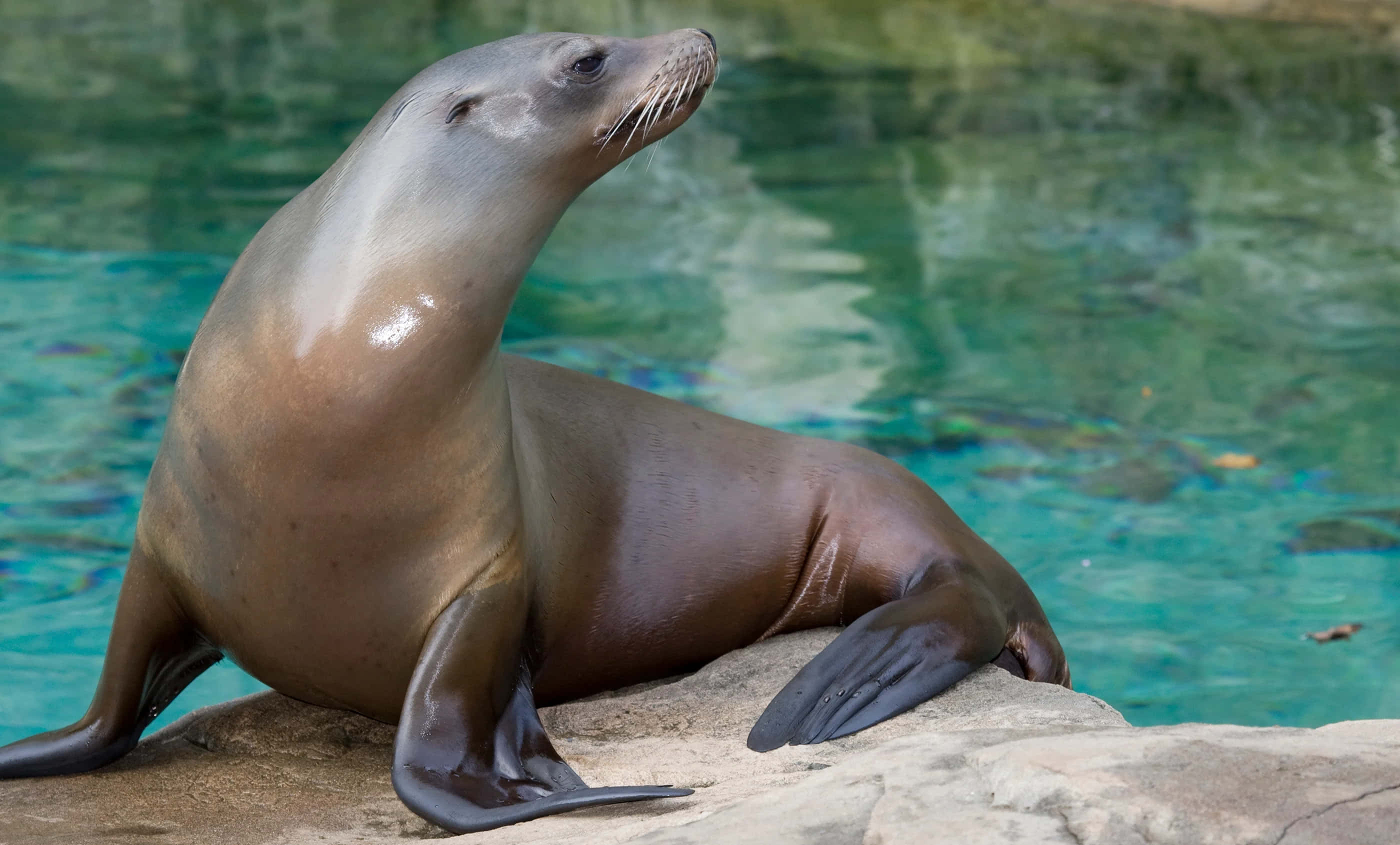 California Sea Lion, rock, sunlit, 2K Desktop Wallpaper