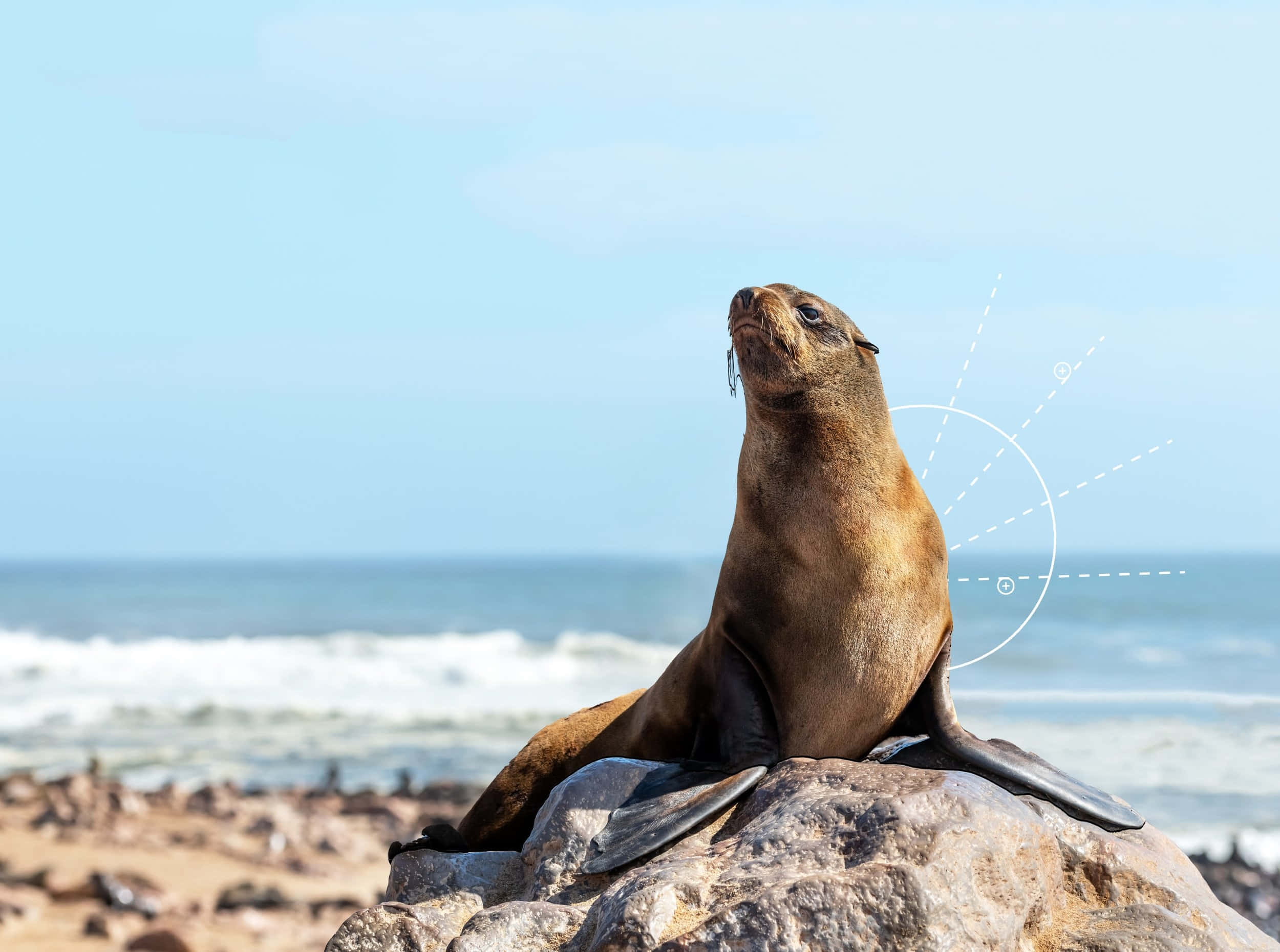 California Sea Lion, sunlit rock, crashing ocean waves, Full HD Desktop Wallpaper