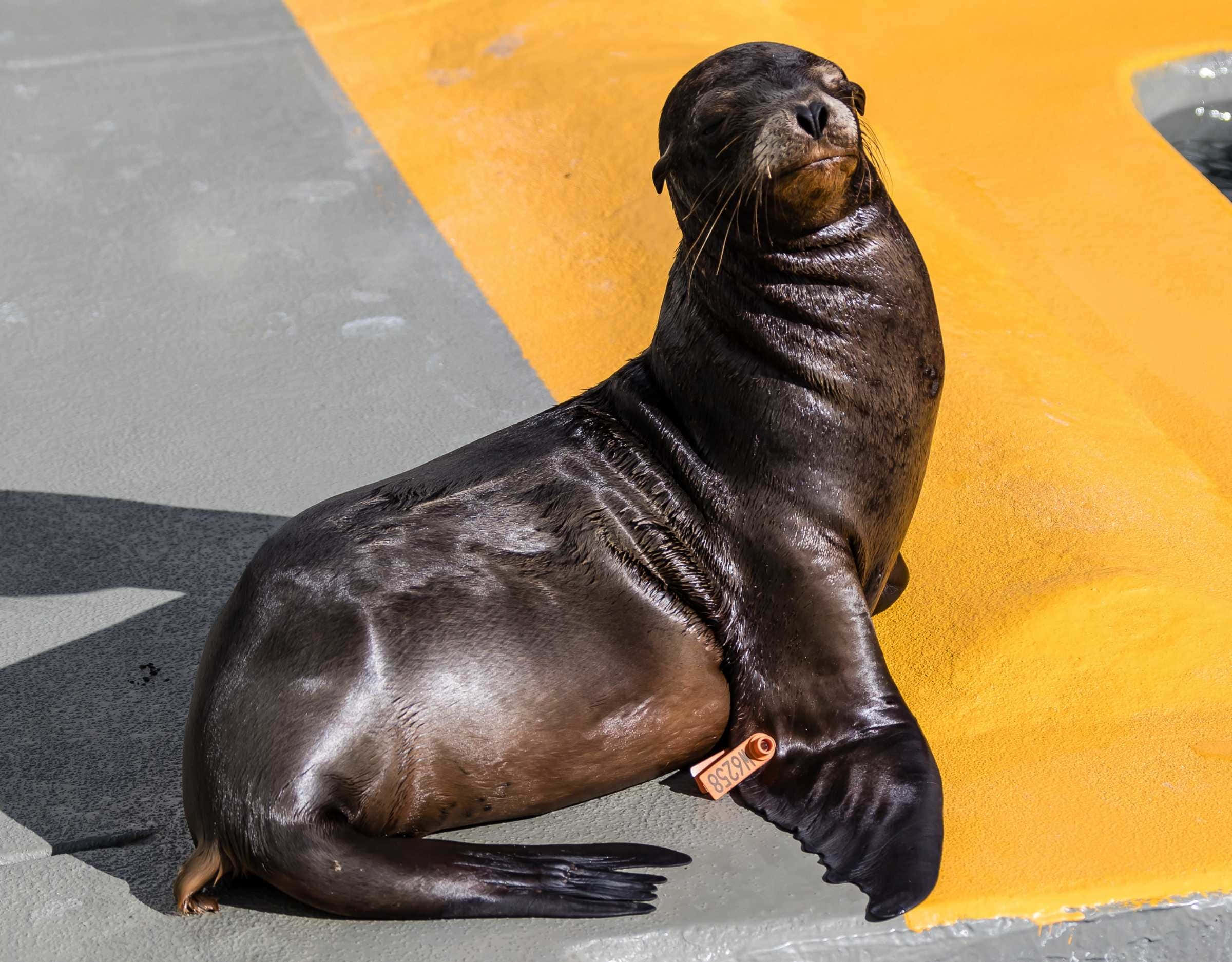 California Sea Lion, sunbathing, bright yellow, Full HD Desktop Wallpaper