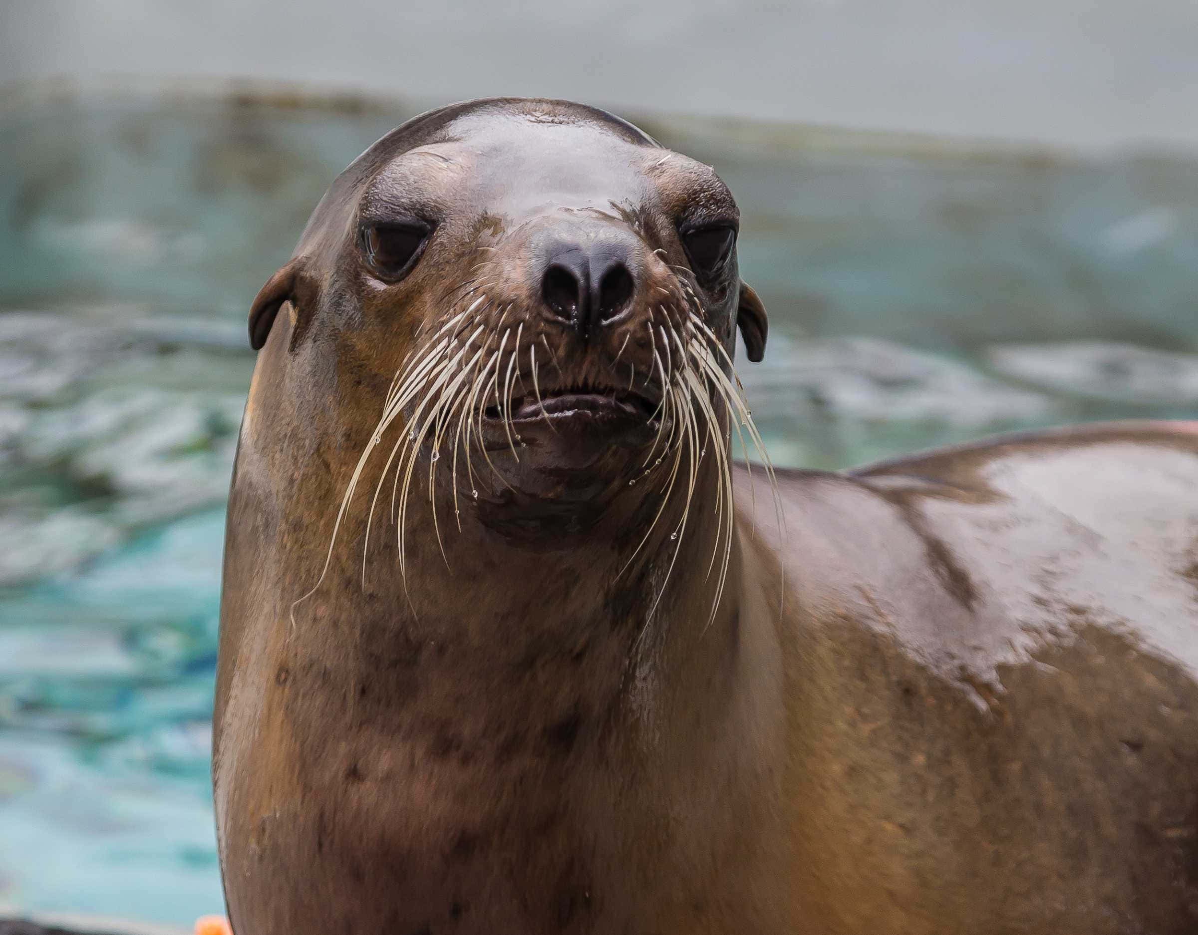 sea lion, rocky shore, wet brown, Full HD Desktop Wallpaper