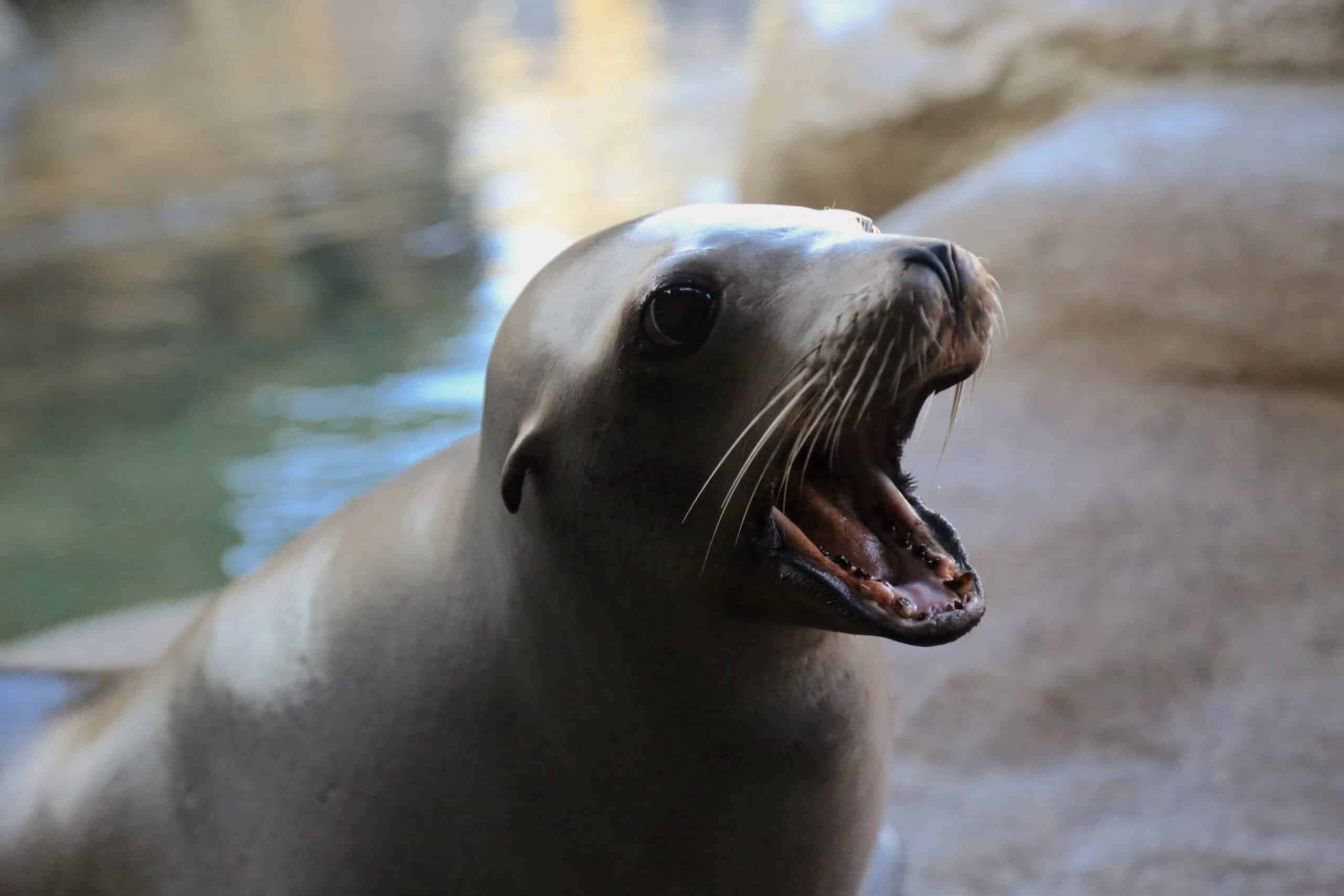 California Sea Lion, yawning, teeth, 2K Desktop Wallpaper