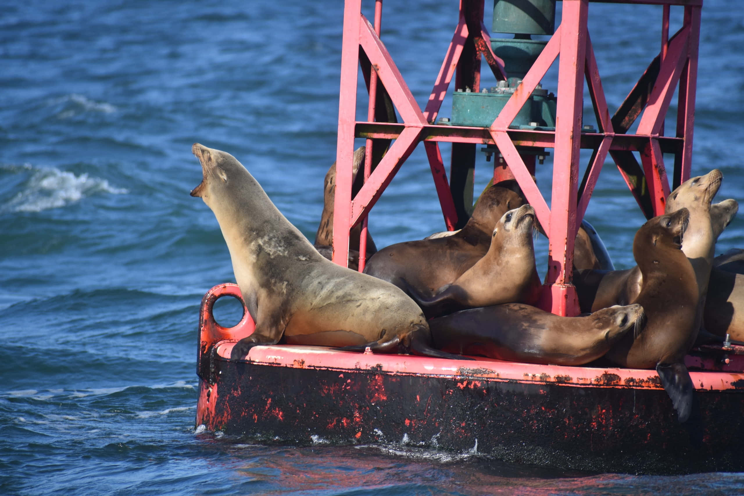 California Sea Lion, red buoy, choppy blue ocean waters, 2K Desktop Wallpaper