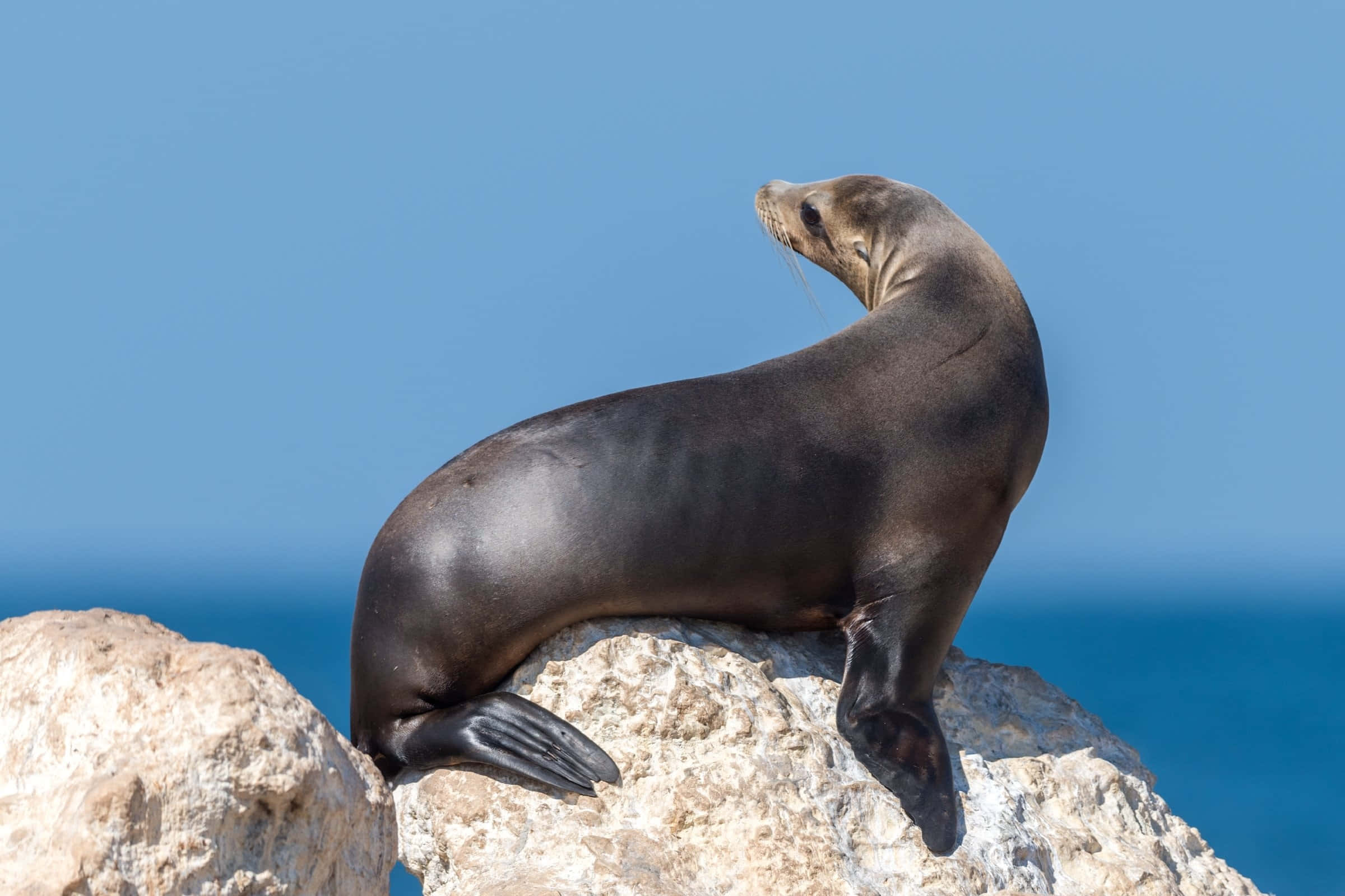 California Sea Lion, sunlit rocks, vivid blue ocean, Full HD Desktop Wallpaper