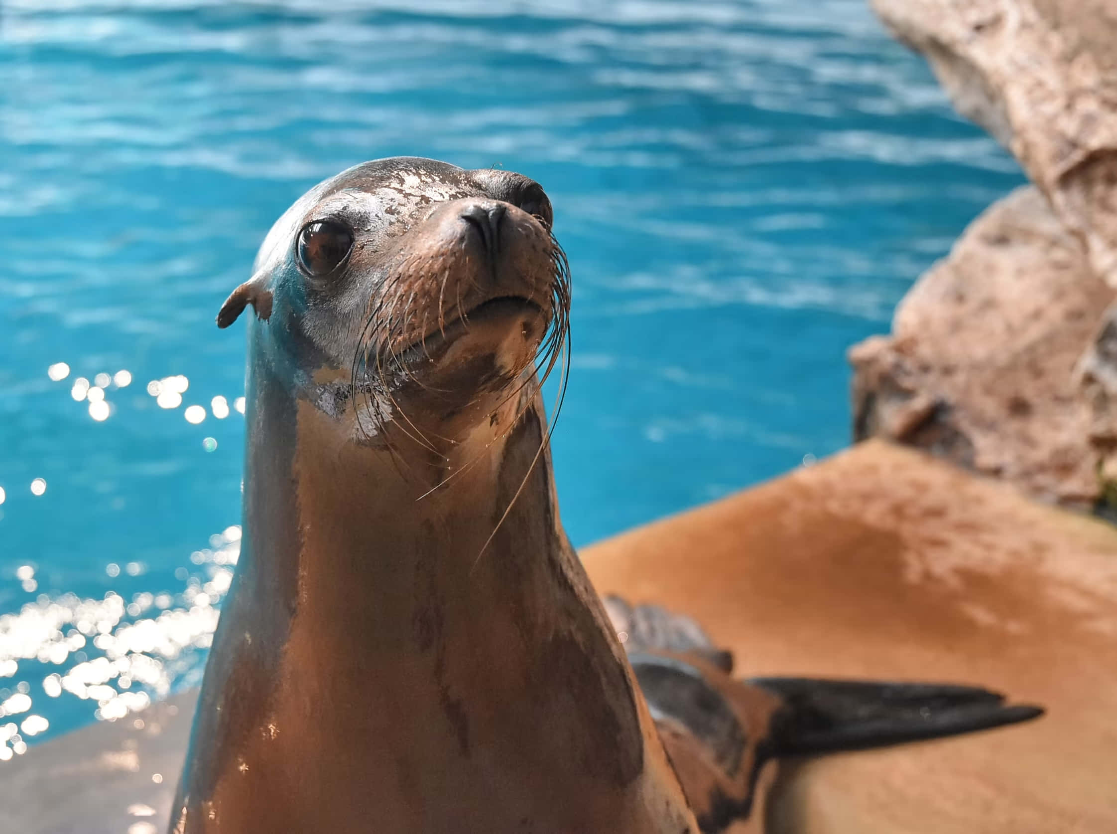 California Sea Lion, wet fur, whiskers, Full HD Desktop Wallpaper