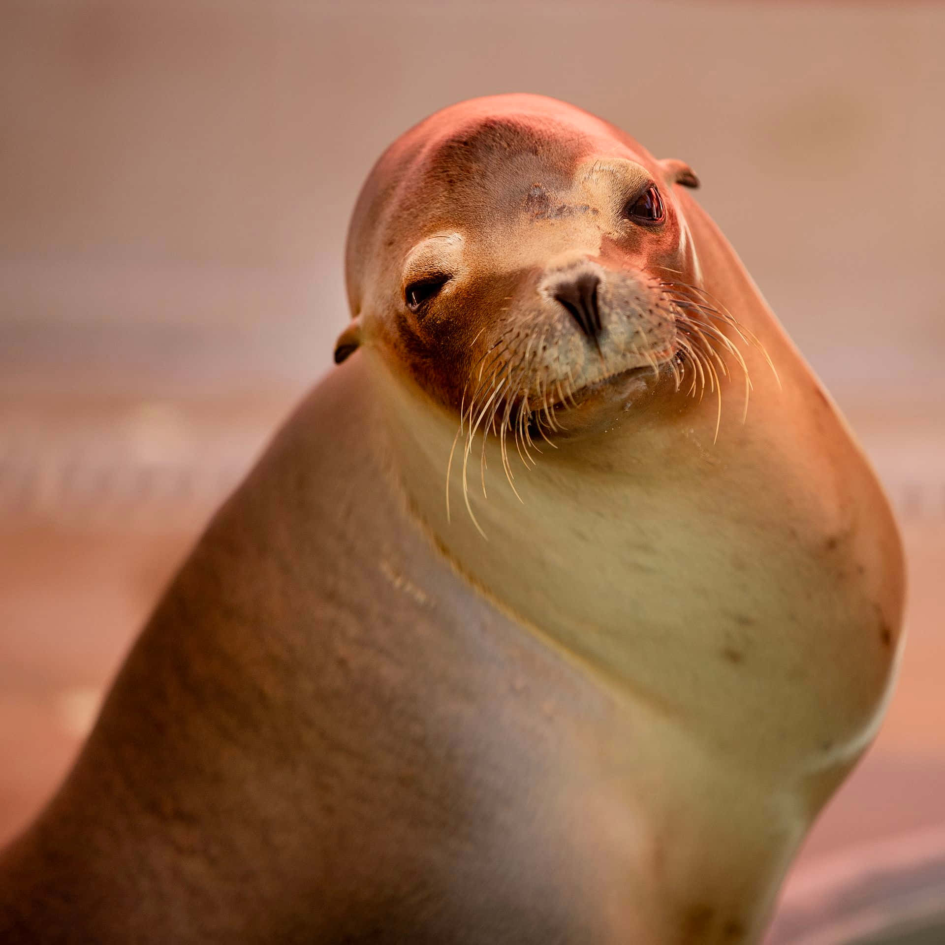 California Sea Lion, warm brown fur, curious eyes, Full HD Desktop Wallpaper