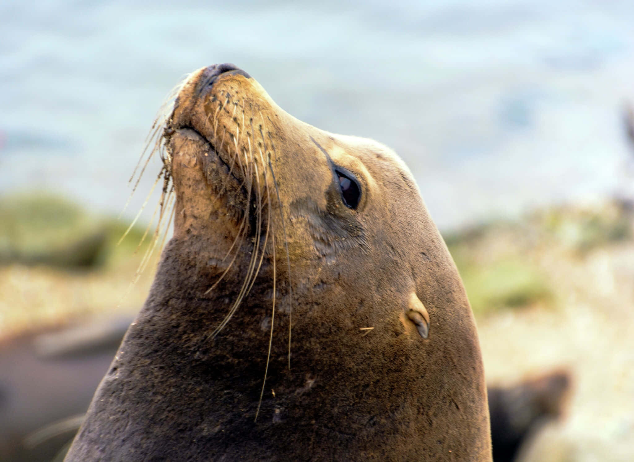 California Sea Lion, brown, whiskers, Full HD Desktop Wallpaper