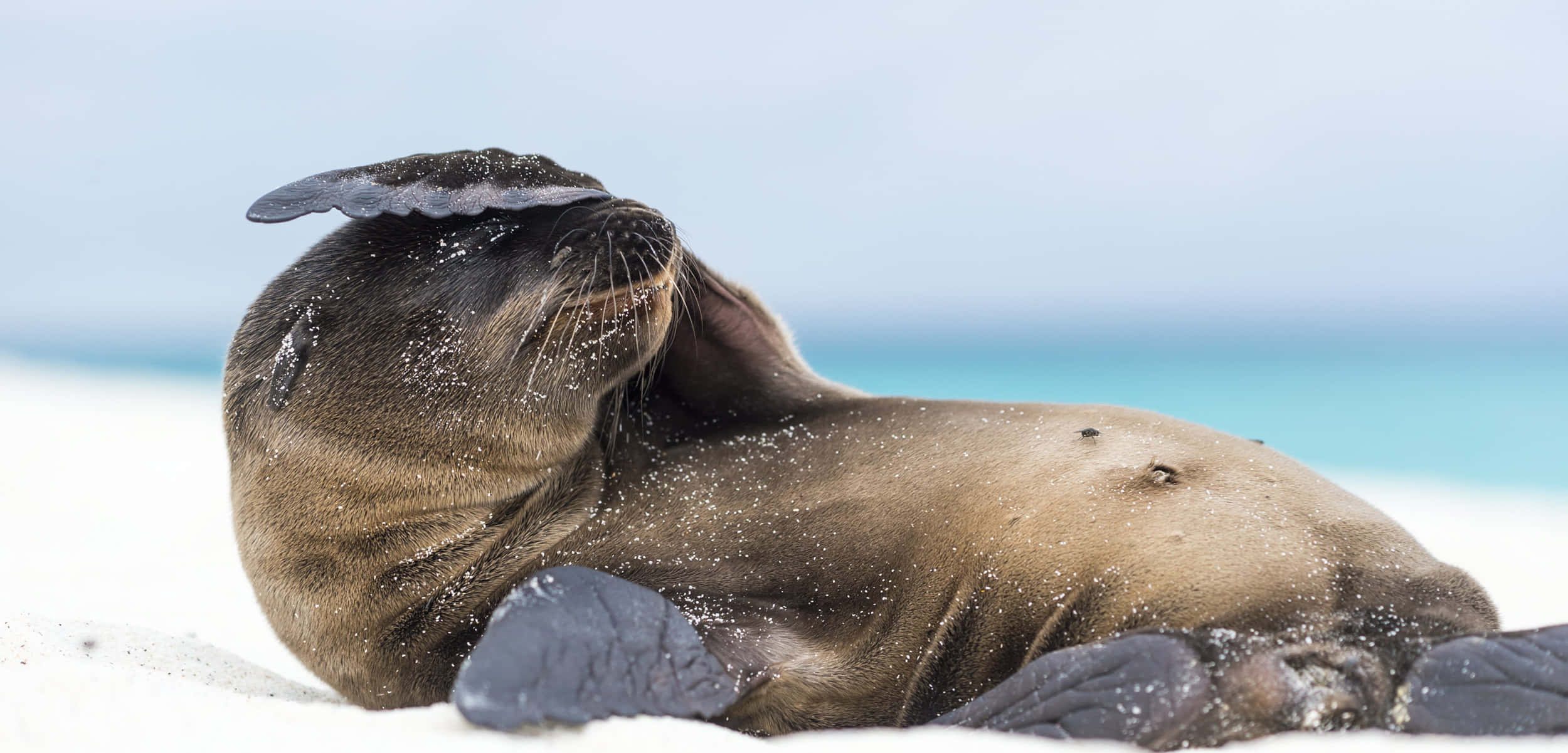 sea lion, sunlit white sand beach, turquoise ocean, Full HD Desktop Wallpaper