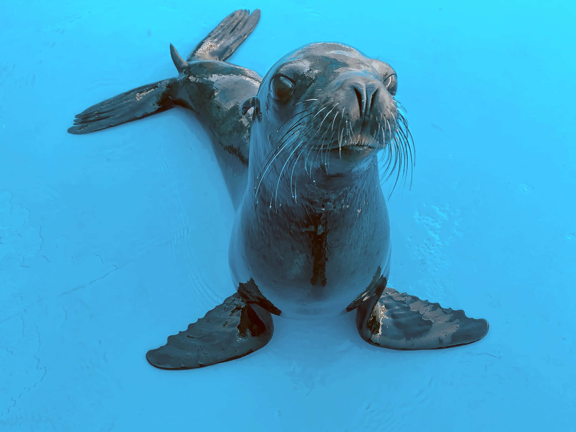 California Sea Lion, blue water background, bright blue textured surface, Full HD Desktop Wallpaper