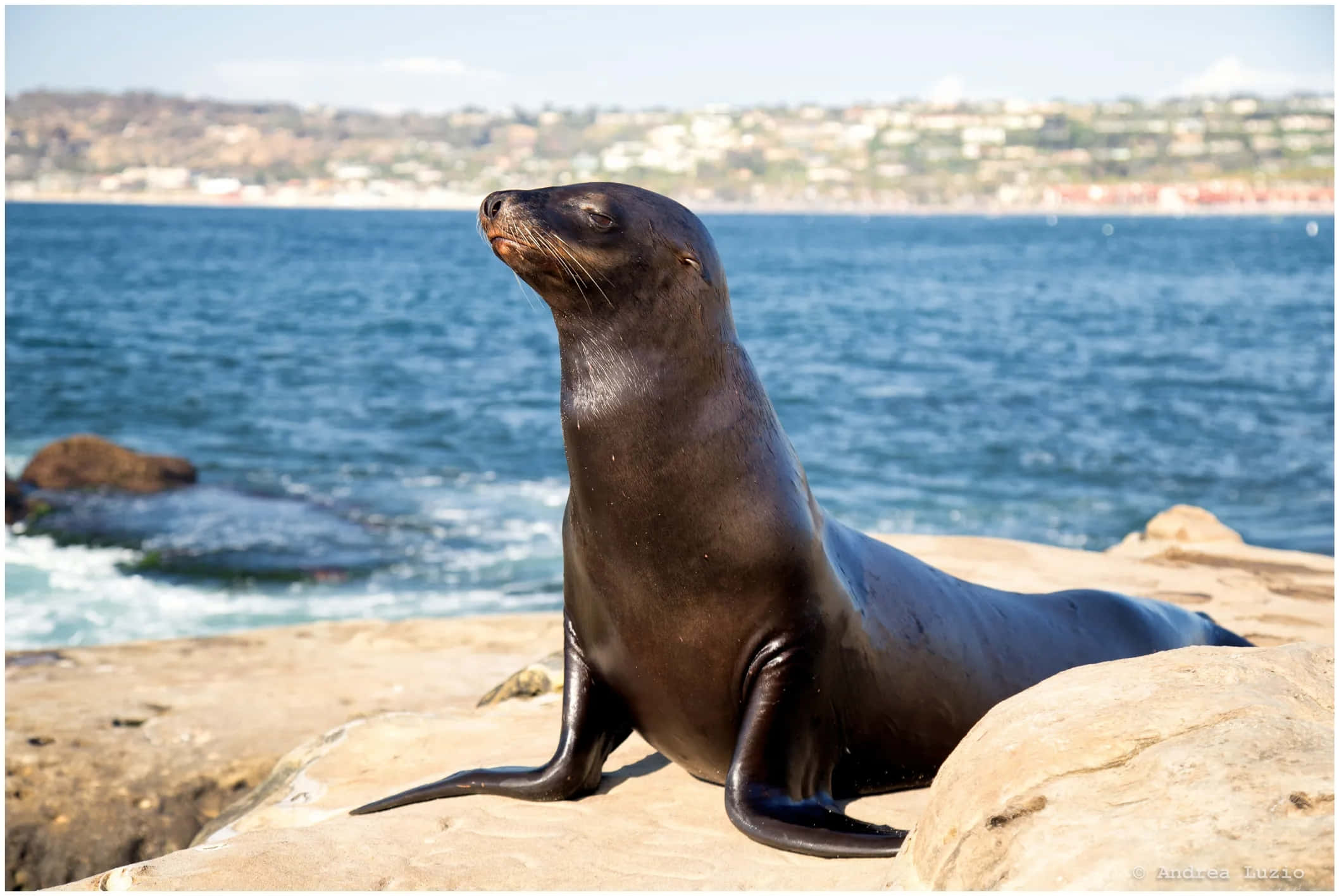 California Sea Lion, sunlit rocks, crashing blue waves, Full HD Desktop Wallpaper